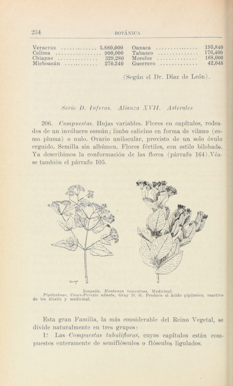 Veracruz Colima .. Chiapas . Michoacán 5.880,000 . 900,000 329,280 270,240 Oaxaca Tabasco Morelos Guerrero 195,840 176,400 168,000 42,048 (Según el Dr. Díaz de León). Serie- D. Inferas. Alianza XVII. Asterales 206. Compuestas. Hojas variables. Flores en capítulos, rodea¬ dos de un involucro común; limbo calicillo en forma de vilano (co¬ mo pluma) o nulo. Ovario unilocular, provisto de un solo óvulo erguido. Semilla sin albúmen. Flores fértiles, con estilo bilobado. Ya describimos la conformación de las flores (párrafo 164) .Véa¬ se también el párrafo 105. Zoapatle. Montanoa tomentosa. Medicinal. Pipitzahoar. Comv-Perezia adnata, Giay D. G. Produce el ácido pipitzoico, reactivo de los álcalis y medicinal. Esta gran Familia, la más considerable del Reino Vegetal, se divide naturalmente en tres grupos: 1? Las Compuestas tubulifloras, cuyos capítulos están com¬ puestos enteramente de semiflósculos o flósculos ligulados.