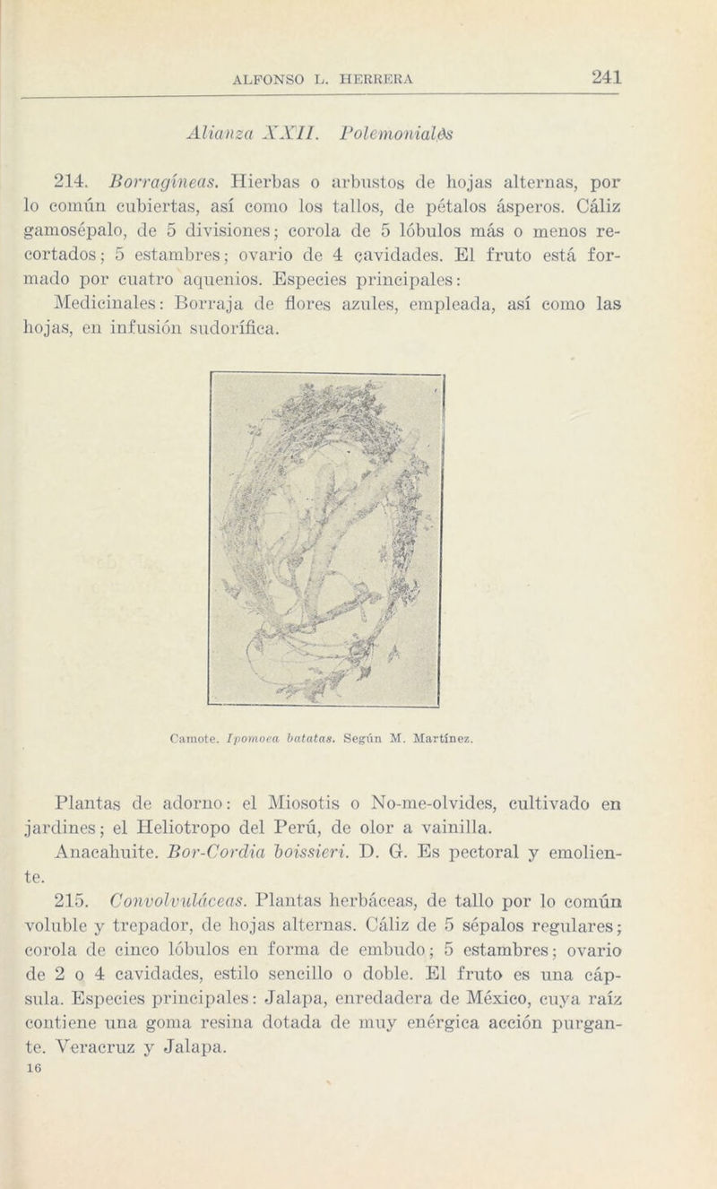 Alianza XXII. Polemonialés 214. Borragíneas. Hierbas o arbustos de hojas alternas, por lo común cubiertas, así como los tallos, de pétalos ásperos. Cáliz gamosépalo, de 5 divisiones; corola de 5 lóbulos más o menos re¬ cortados ; 5 estambres; ovario de 4 cavidades. El fruto está for¬ mado por cuatro aquenios. Especies principales: Medicinales: Borraja de flores azules, empleada, así como las hojas, en infusión sudorífica. Camote. Ipomoea batatas. Según M. Martínez. Plantas de adorno: el Miosotis o No-me-olvides, cultivado en jardines; el Heliotropo del Perú, de olor a vainilla. Anacahuite. Bor-Cordia boissieri. D. G. Es pectoral y emolien¬ te. 215. Convolvuláceas. Plantas herbáceas, de tallo por lo común voluble y trepador, de hojas alternas. Cáliz de 5 sépalos regulares; corola de cinco lóbulos en forma de embudo; 5 estambres; ovario de 2 o 4 cavidades, estilo sencillo o doble. El fruto es una cáp¬ sula. Especies principales: Jalapa, enredadera de México, cuya raíz contiene una goma resina dotada de muy enérgica acción purgan¬ te. Veracruz y Jalapa. 16