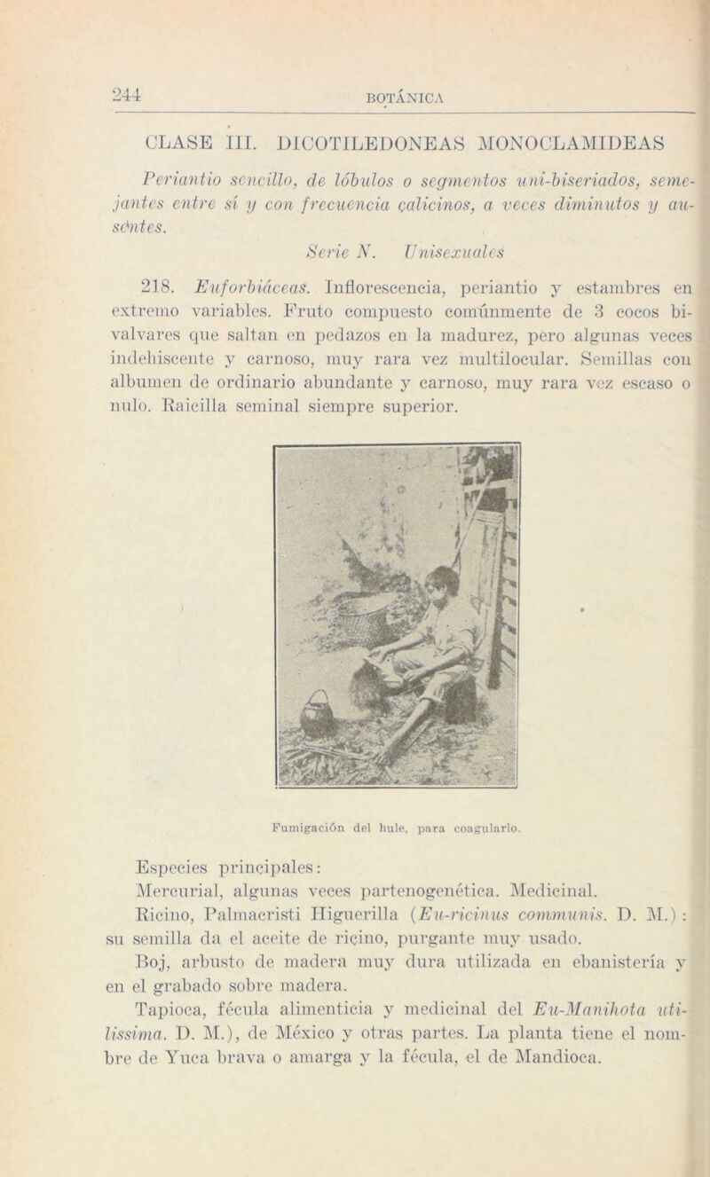 CLASE III. DICOTILEDONEAS MONO CLAMIDE AS Periantio sencillo, ele lóbulos o segmentos uni-biseriados, seme- f jantes entre sí y con frecuencia calicillos, a veces diminutos y au¬ sentes. Serie N. Unisexuales 218. Euforbiáceas. Inflorescencia, periantio y estambres en extremo variables. Fruto compuesto comúnmente de 3 cocos bi- valvares que saltan en pedazos en la madurez, pero algunas veces indehiscente y carnoso, muy rara vez multilocular. Semillas con albumen de ordinario abundante y carnoso, muy rara vez escaso o nulo. Raicilla seminal siempre superior. Fumigación del hule, para coagularlo. Especies principales: Mercurial, algunas veces partenogenética. Medicinal. Ricino, Palmacristi Higuerilla (Eu-ricinus communis. D. M.) : su semilla da el aceite de ricino, purgante muy usado. Boj, arbusto de madera muy dura utilizada en ebanistería y en el grabado sobre madera. Tapioca, fécula alimenticia y medicinal del Eu-Manihota uti- lissima. D. M.), de México y otras partes. La planta tiene el nom¬ bre de Yuca brava o amarga y la fécula, el de Mandioca.