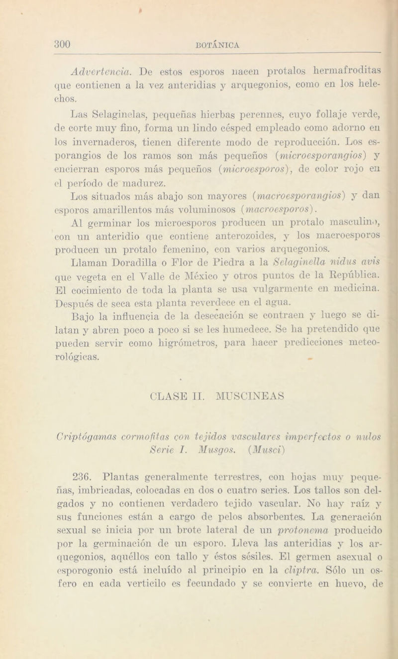 Advertencia. De estos esporos nacen protalos hermafroditas que contienen a la vez anteridias y arquegonios, como en los helé¬ chos. Las Selaginelas, pequeñas hierbas perennes, cuyo follaje verde, de corte muy fino, forma un lindo césped empleado como adorno en los invernaderos, tienen diferente modo de reproducción. Los es¬ porangios de los ramos son más pequeños (microesporangios) y ■encierran esporos más pequeños (microesporos), de color rojo en el período de madurez. Los situados más abajo son mayores (macro esporangios) y dan esporos amarillentos más voluminosos (macroesporos). Al germinar los microesporos producen un protalo masculino, con un anteridio que contiene anterozoides, y los macroesporos producen un protalo femenino, con varios arquegonios. Llaman Doradilla o Flor de Piedra a la Selaginella nidus avis que vegeta en el Valle de México y otros puntos de la República. El cocimiento de toda la planta se usa vulgarmente en medicina. Después de seca esta planta reverdece en el agua. Bajo la influencia de la desecación se contraen y luego se di¬ latan y abren poco a poco si se les humedece. Se ha pretendido que pueden servir como higrómetros, para hacer predicciones meteo¬ rológicas. CLASE II. MUSCINEAS Criptógamas cormofitas con tejidos vasculares imperfectos o nulos Serie I. Musgos. (Musci) 236. Plantas generalmente terrestres, con hojas muy peque¬ ñas, imbricadas, colocadas en dos o cuatro series. Los tallos son del¬ gados y no contienen verdadero tejido vascular. No hay raíz y sus funciones están a cargo de pelos absorbentes. La generación sexual se inicia por un brote lateral de un protonema producido por la germinación de un esporo. Lleva las anteridias y los ar¬ quegonios, aquéllos con tallo y éstos sésiles. El germen asexual o esporogonio está incluido al principio en la cliptra. Sólo un os- fero en cada verticilo es fecundado y se convierte en huevo, de