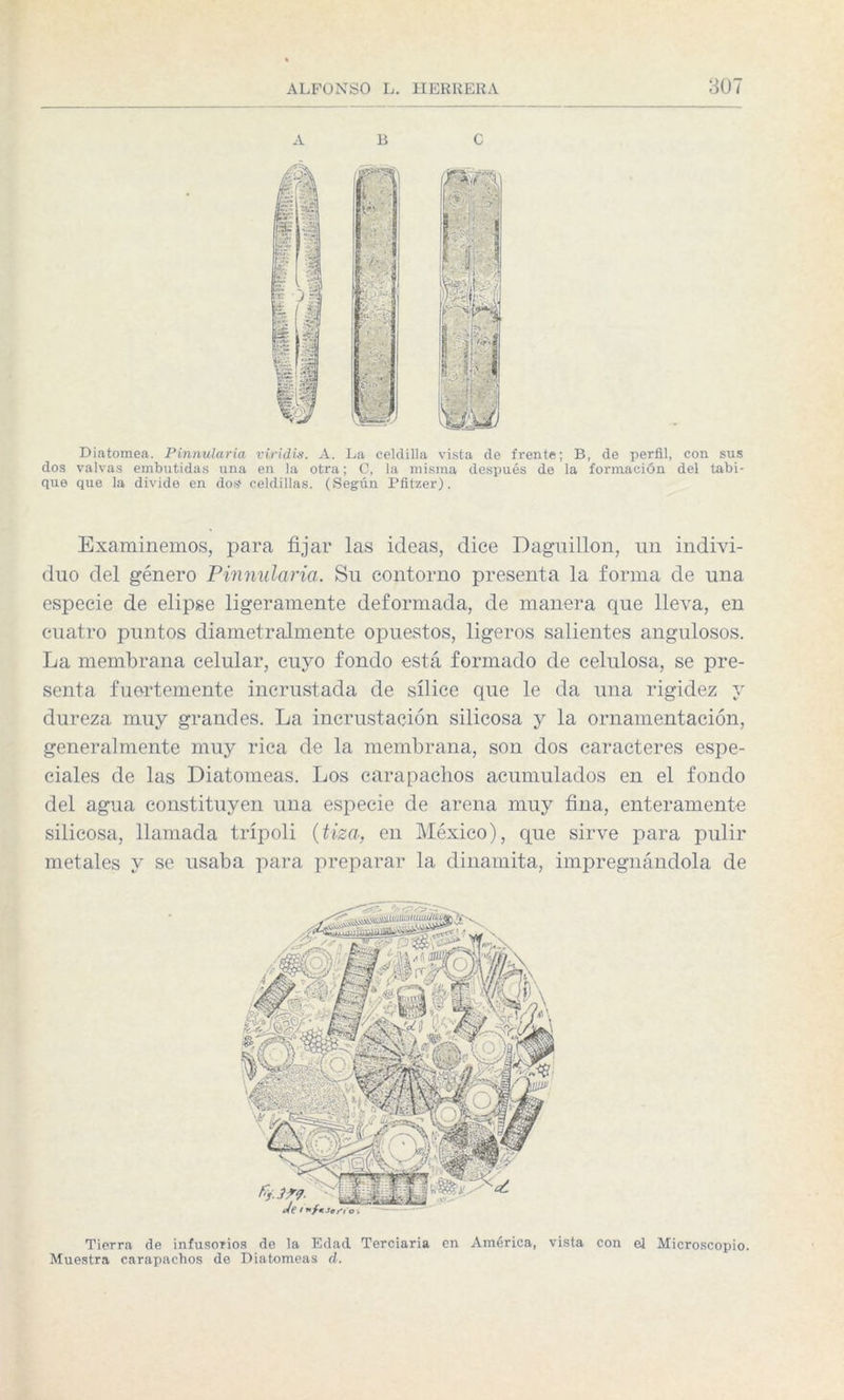 Diatomea. Pinnularia viridis. A. La celdilla vista de frente; B, de perfil, con sus dos valvas embutidas una en la otra; C, la misma después de la formación del tabi¬ que que la divide en dos celdillas. (Según Pfitzer). Examinemos, para fijar las ideas, dice Daguillon, un indivi¬ duo del género Pinnularia. Su contorno presenta la forma de una especie de elipse ligeramente deformada, de manera que lleva, en cuatro puntos diametralmente opuestos, ligeros salientes angulosos. La membrana celular, cuyo fondo está formado de celulosa, se pre¬ senta fuertemente incrustada de sílice que le da una rigidez y dureza muy grandes. La incrustación silicosa y la ornamentación, generalmente muy rica de la membrana, son dos caracteres espe¬ ciales de las Diatomeas. Los carapachos acumulados en el fondo del agua constituyen una especie de arena muy fina, enteramente silicosa, llamada trípoli (tiza, en México), que sirve para pulir metales y se usaba para preparar la dinamita, impregnándola de Tierra de infusorios de la Edad Terciaria en América, vista con el Microscopio. Muestra carapachos de Diatomeas d.