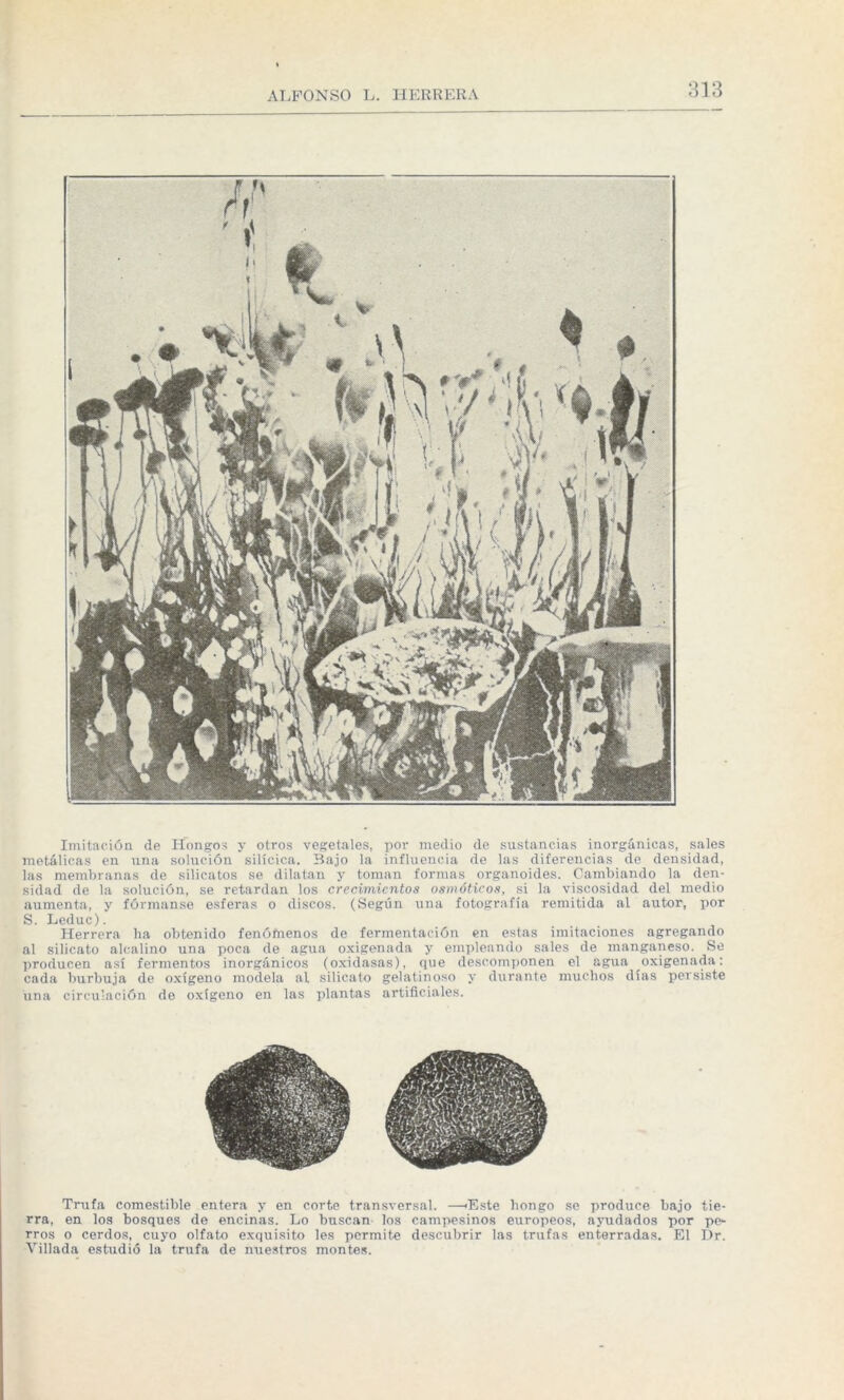 Imitación de Hongos y otros vegetales, por medio de sustancias inorgánicas, sales metálicas en una solución silícica. Bajo la influencia de las diferencias de densidad, las membranas de silicatos se dilatan y toman formas organoides. Cambiando la den¬ sidad de la solución, se retardan los crecimientos osmóticos, si la viscosidad del medio aumenta, y fórmanse esferas o discos. (Según una fotografía remitida al autor, por S. Leduc). Herrera ha obtenido fenófnenos de fermentación en estas imitaciones agregando al silicato alcalino una poca de agua oxigenada y empleando sales de manganeso. Se producen así fermentos inorgánicos (oxidasas), que descomponen el agua oxigenada: cada burbuja de oxígeno modela al silicato gelatinoso y durante muchos días persiste una circulación de oxígeno en las plantas artificiales. Trufa comestible entera y en corte transversal. —'Este bongo se produce bajo tie¬ rra, en los bosques de encinas. Lo buscan los campesinos europeos, ayudados por pe¬ rros o cerdos, cuyo olfato exquisito les permite descubrir las trufas enterradas. El Dr. Villada estudió la trufa de nuestros montes.