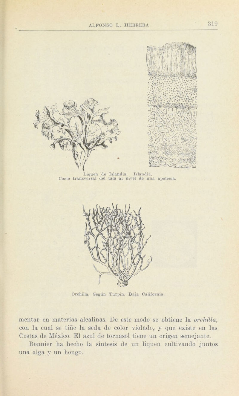 Liquen de Islandia. Islandia. Corte transversal del talo al nivel de una apotecia. Orchilla, Según Turpin. Baja California. mentar en materias alcalinas. De este modo se obtiene la orchilla, con la cual se tiñe la seda de color violado* y que existe en las Costas de México. El azul de tornasol tiene un origen semejante. Bonnier ha hecho la síntesis de un liquen cultivando juntos una alga y un hongo.