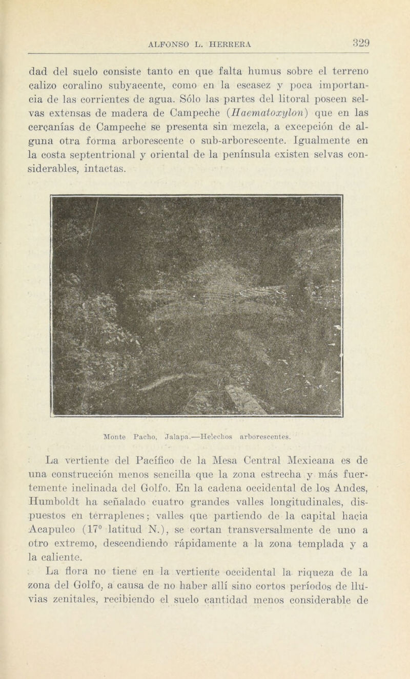 dad del suelo consiste tanto en que falta humus sobre el terreno calizo coralino subyacente, como en la escasez y poca importan¬ cia de las corrientes de agua. Sólo las partes del litoral poseen sel¬ vas extensas de madera de Campeche (Haematoxylon) que en las cercanías de Campeche se presenta sin mezcla, a excepción de al¬ guna otra forma arborescente o sub-arborescente. Igualmente en la costa septentrional y oriental de la península existen selvas con¬ siderables, intactas. Monte Pacho, Jalapa.—Heléchos arborescentes. La vertiente del Pacífico de la Mesa Central Mexicana es de una construcción menos sencilla que la zona estrecha y más fuer¬ temente inclinada del Golfo. En la cadena occidental de los Andes, Humboldt ha señalado cuatro grandes valles longitudinales, dis¬ puestos en terraplenes; valles que partiendo de la capital hacia Acapulco (17° latitud N.), se cortan transversalmente de uno a otro extremo, descendiendo rápidamente a la zona templada y a la caliente. La flora no tiene en la vertiente occidental la riqueza de la zona del Golfo, a causa de no haber allí sino cortos períodos de llu¬ vias zenitales, recibiendo el suelo cantidad menos considerable de