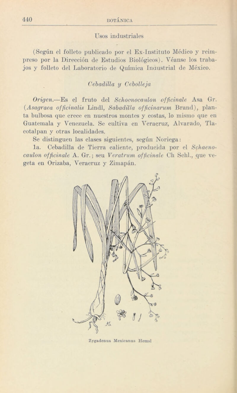 Usos industriales (Según el folleto publicado por el Ex-Instituto Médico y reim¬ preso por la Dirección de Estudios Biológicos). Véanse los traba¬ jos y folleto del Laboratorio de Química Industrial de México. Cebadilla y Cebolleja Origen.—Es el fruto del Schomocaulo?i officinale Asa Gr. (Asagraea officinalis Lindl, Rabadilla officinarum Brand), plan¬ ta bulbosa que crece en nuestros montes y costas, lo mismo que en Guatemala y Venezuela. Se cultiva en Veracruz, Alvarado, Tla- cotalpan y otras localidades. Se distinguen las clases siguientes, según Noriega: la. Cebadilla de Tierra caliente, producida por el Schaeno- caulon officinale A. Gr.; seu Veratrum officinale Ch Schl., que ve¬ geta en Orizaba, Veracruz y Zimapán. Zygadenus Mexicanus Hemsl