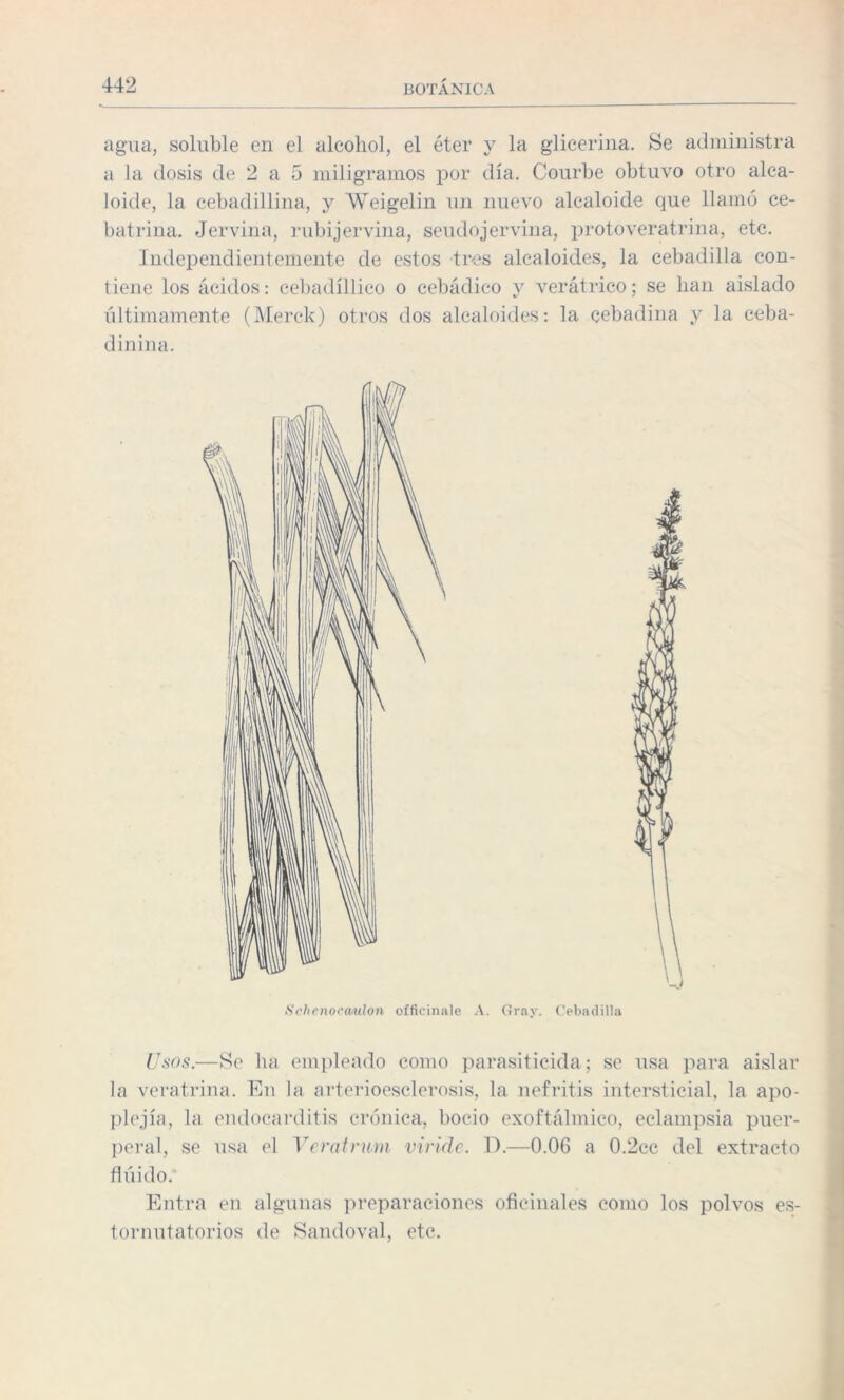 agua, soluble en el alcohol, el éter y la glicerina. Se administra a la dosis de 2 a 5 miligramos por día. Courbe obtuvo otro alca¬ loide, la eebadillina, y Weigelin un nuevo alcaloide que llamó ce- batrina. Jervina, rubijervina, seudojervina, protoveratrina, etc. Independientemente de estos tres alcaloides, la cebadilla con¬ tiene los ácidos: cebadíllico o eebádico y verátrico; se han aislado últimamente (Merck) otros dos alcaloides: la cebadilla y la ceba- dinina. Schenocmdon offieinale A. Gray. Cebadilla Usos.—Se lia empleado como parasiticida; se usa para aislar la veratrina. En la arterieesclerosis, la nefritis intersticial, la apo¬ plejía, la endocarditis crónica, bocio exoftálmico, eclampsia puer¬ peral, se usa el Veratrum viride. D.—0.06 a 0.2cc del extracto fluido. Entra en algunas preparaciones oficinales como los polvos es¬ tornutatorios de Sandoval, etc.