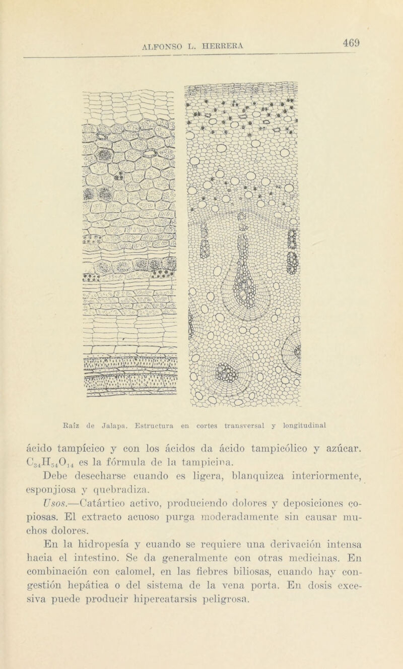 Raíz ele Jalapa. Estructura en cortes transversal y longitudinal ácido tampícico y con los ácidos da ácido tampicólico y azúcar. C34lí54014 es la fórmula de la tampicina. Debe desecharse cuando es ligera, blanquizca interiormente, esponjiosa y quebradiza. Usos.—Catártico activo, produciendo dolores y deposiciones co¬ piosas. El extracto acuoso purga moderadamente sin causar mu¬ chos dolores. En la hidropesía y cuando se requiere una derivación intensa hacia el intestino. Se da generalmente con otras medicinas. En combinación con calomel, en las fiebres biliosas, cuando hay con¬ gestión hepática o del sistema de la vena porta. En dosis exce¬ siva puede producir hipercatarsis peligrosa.