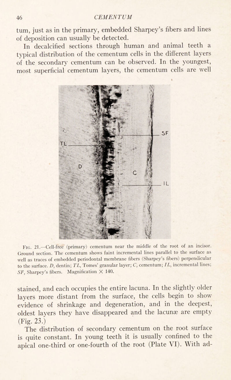 turn, just as in the primary, embedded Sharpey’s fibers and lines of deposition can usually be detected. In decalcified sections through human and animal teeth a typical distribution of the cementum cells in the different layers of the secondary cementum can be observed. In the youngest, most superficial cementum layers, the cementum cells are well Fig. 21.—Cell-free (primary) cementum near the middle of the root of an incisor. Ground section. The cementum shows faint incremental lines parallel to the surface as well as traces of embedded periodontal membrane fibers (Sharpey’s fibers) perpendicular to the surface. D, dentin; TL, Tomes’ granular layer; C, cementum; IL, incremental lines; SF, Sharpey’s fibers. Magnification X 140. Stained, and each occupies the entire lacuna. In the slightly older layers more distant from the surface, the cells begin to show evidence of shrinkage and degeneration, and in the deepest, oldest layers they have disappeared and the lacunae are empty (Fig. 23.) The distribution of secondary cementum on the root surface is quite constant. In young teeth it is usually confined to the apical one-third or one-fourth of the root (Plate VI). With ad-