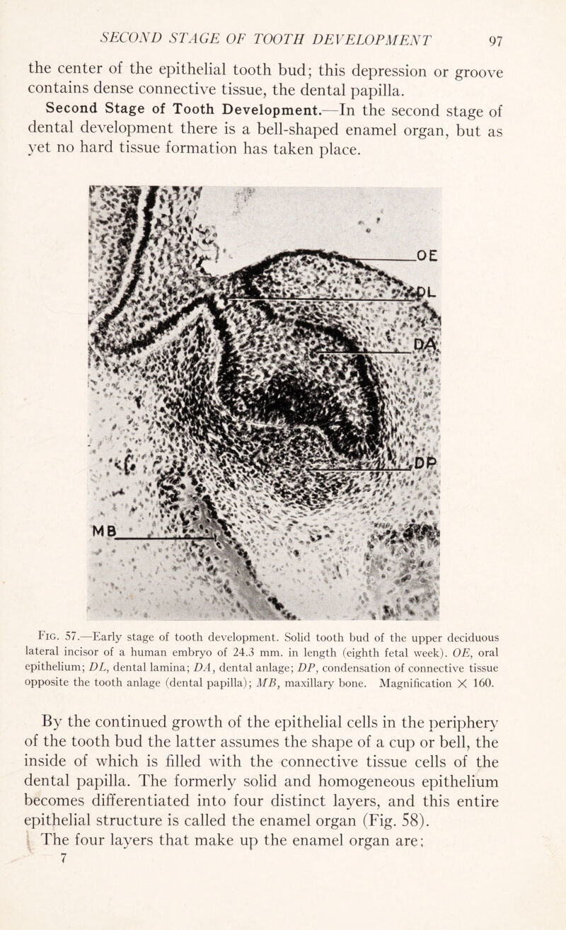 the center of the epithelial tooth bud; this depression or groove contains dense connective tissue, the dental papilla. Second Stage of Tooth Development.—In the second stage of dental development there is a bell-shaped enamel organ, but as yet no hard tissue formation has taken place. Fig. 57.—^Early stage of tooth development. Solid tooth bud of the upper deciduous lateral incisor of a human embryo of 24.3 mm. in length (eighth fetal week). OE, oral epithelium; DL, dental lamina; DA, dental anlage; DP, condensation of connective tissue opposite the tooth anlage (dental papilla); MB, maxillary bone. Magnification X 160. By the continued growth of the epithelial cells in the periphery of the tooth bud the latter assumes the shape of a cup or bell, the inside of which is filled with the connective tissue cells of the dental papilla. The formerly solid and homogeneous epithelium becomes differentiated into four distinct layers, and this entire epithelial structure is called the enamel organ (Fig. 58). ( The four layers that make up the enamel organ are; 7