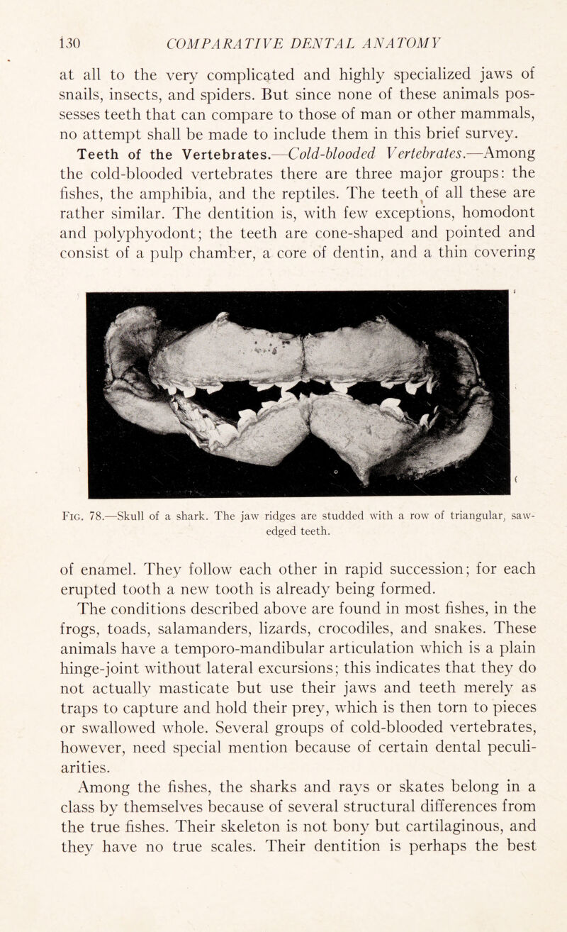 at all to the very complicated and highly specialized jaws of snails, insects, and spiders. But since none of these animals pos¬ sesses teeth that can compare to those of man or other mammals, no attempt shall be made to include them in this brief survey. Teeth of the Vertebrates.—Cold-blooded Vertebrates.—Among the cold-blooded vertebrates there are three major groups: the hshes, the amphibia, and the reptiles. The teeth^of all these are rather similar. The dentition is, with few exceptions, homodont and polyphyodont; the teeth are cone-shaped and pointed and consist of a pulp chamber, a core of dentin, and a thin covering Fig. 78.—Skull of a shark. The jaw ridges are studded with a row of triangular, saw- edged teeth. of enamel. They follow each other in rapid succession; for each erupted tooth a new tooth is already being formed. The conditions described above are found in most fishes, in the frogs, toads, salamanders, lizards, crocodiles, and snakes. These animals have a temporo-mandibular articulation which is a plain hinge-joint without lateral excursions; this indicates that they do not actually masticate but use their jaws and teeth merely as traps to capture and hold their prey, which is then torn to pieces or swallowed whole. Several groups of cold-blooded vertebrates, however, need special mention because of certain dental peculi¬ arities. Among the fishes, the sharks and rays or skates belong in a class by themselves because of several structural differences from the true fishes. Their skeleton is not bony but cartilaginous, and they have no true scales. Their dentition is perhaps the best