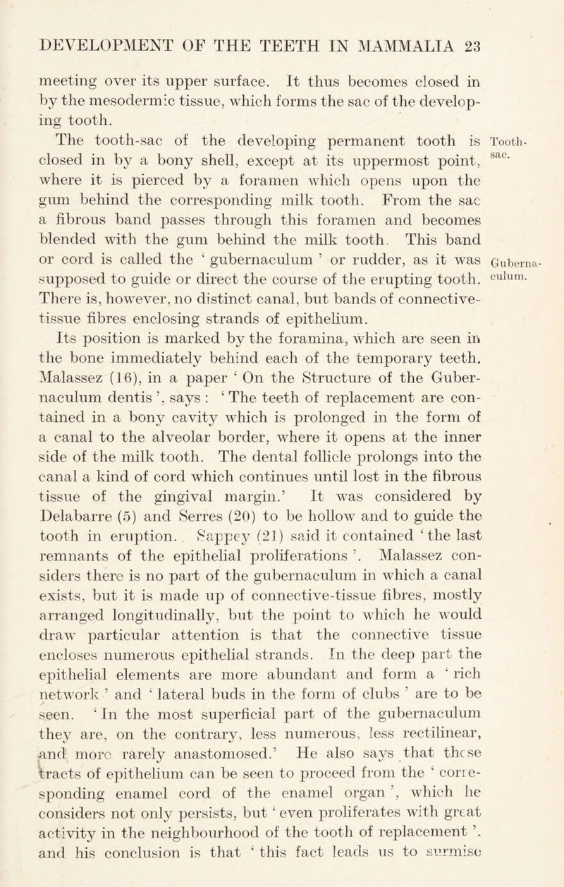 meeting over its upper surface. It thus becomes closed in by the mesodermic tissue, which forms the sac of the develop¬ ing tooth. The tooth-sac of the developing permanent tooth is closed in by a bony shell, except at its uppermost point, where it is pierced by a foramen which opens upon the gum behind the corresponding milk tooth. From the sac a fibrous band passes through this foramen and becomes blended with the gum behind the milk tooth. This band or cord is called the 4 gubernaculum 5 or rudder, as it was supposed to guide or direct the course of the erupting tooth. There is, however, no distinct canal, but bands of connective- tissue fibres enclosing strands of epithelium. Its position is marked by the foramina, which are seen in the bone immediately behind each of the temporary teeth. Malassez (16), in a paper 4 On the Structure of the Guber¬ naculum dentis 5, says : 4 The teeth of replacement are con¬ tained in a bony cavity which is prolonged in the form of a canal to the alveolar border, where it opens at the inner side of the milk tooth. The dental follicle prolongs into the canal a kind of cord which continues until lost in the fibrous tissue of the gingival margin.’ It was considered by Delabarre (5) and Serres (20) to be hollow and to guide the tooth in eruption. Sappey (21) said it contained 4 the last remnants of the epithelial proliferations ’. Malassez con¬ siders there is no part of the gubernaculum in which a canal exists, but it is made up of connective-tissue fibres, mostly arranged longitudinally, but the point to which he would draw particular attention is that the connective tissue encloses numerous epithelial strands. In the deep part the epithelial elements are more abundant and form a 4 rich network ’ and 4 lateral buds in the form of clubs ’ are to be seen. 4 In the most superficial part of the gubernaculum they are, on the contrary, less numerous, less rectilinear, and more rarely anastomosed.’ He also says that these tracts of epithelium can be seen to proceed from the 4 corre¬ sponding enamel cord of the enamel organ ’, which he considers not only persists, but4 even proliferates with great activity in the neighbourhood of the tooth of replacement and his conclusion is that 4 this fact leads us to surmise Tooth- sac. Guberna¬ culum.