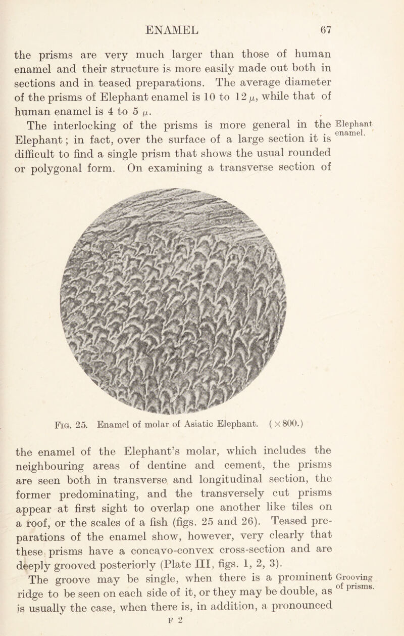 the prisms are very much larger than those of human enamel and their structure is more easily made out both in sections and in teased preparations. The average diameter of the prisms of Elephant enamel is 10 to 12 p, while that of human enamel is 4 to 5 jm. The interlocking of the prisms is more general in the Elephant, Elephant; in fact, over the surface of a large section it is difficult to find a single prism that shows the usual rounded or polygonal form. On examining a transverse section of Fig. 25. Enamel of molar of Asiatic Elephant. ( x800.) the enamel of the Elephant’s molar, which includes the neighbouring areas of dentine and cement, the prisms are seen both in transverse and longitudinal section, the former predominating, and the transversely cut prisms appear at first sight to overlap one another like tiles on a roof, or the scales of a fish (figs. 25 and 26). Teased pre¬ parations of the enamel show, however, very clearly that these prisms have a concavo-convex cross-section and are deeply grooved posteriorly (Plate III, figs. 1, 2, 3). The groove may be single, when there is a prominent Grooving ridge to be seen on each side of it, or they may be double, as J is usually the case, when there is, in addition, a pronounced