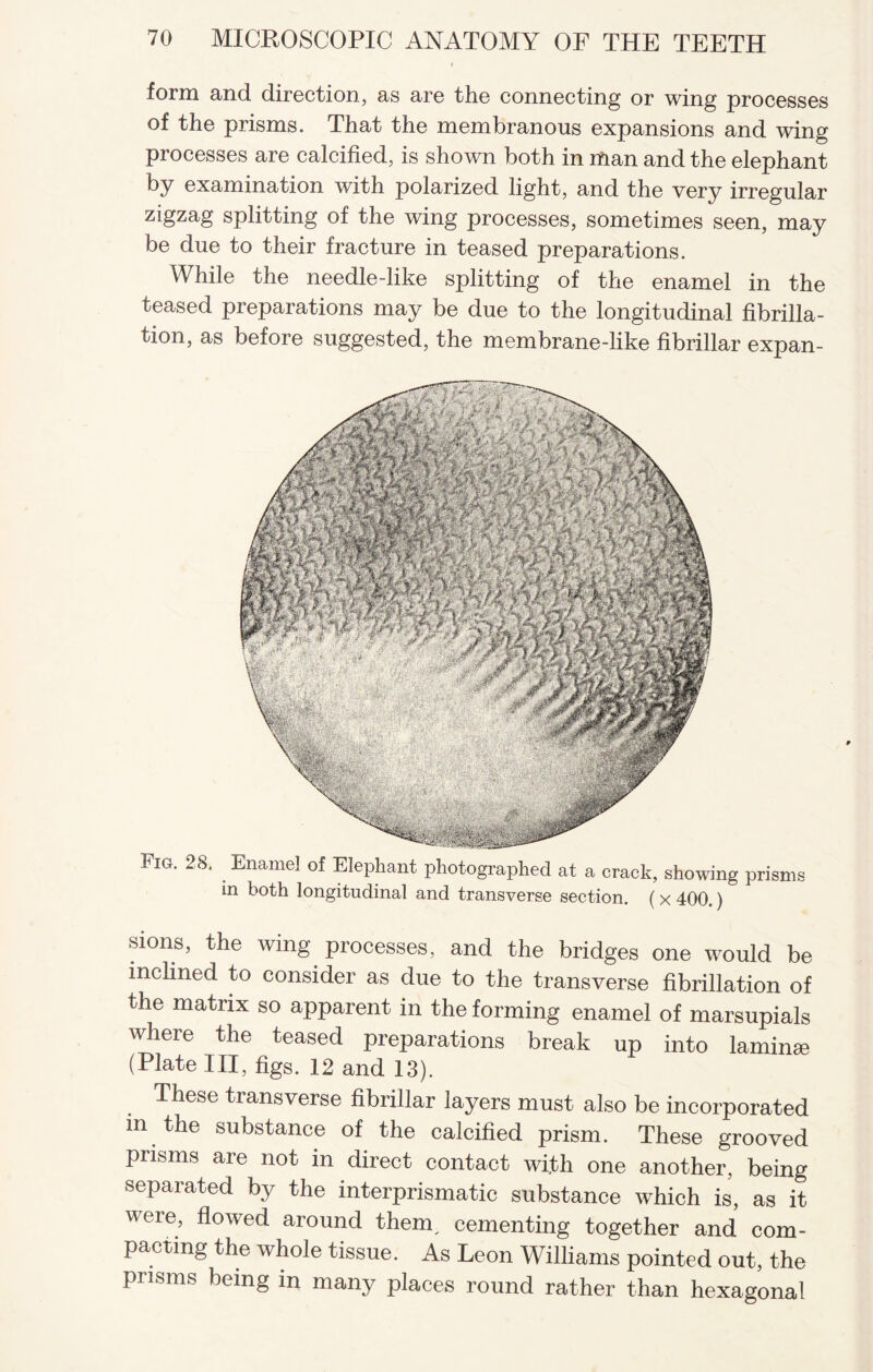 i form and direction, as are the connecting or wing processes of the prisms. That the membranous expansions and wing processes are calcified, is shown both in man and the elephant by examination with polarized light, and the very irregular zigzag splitting of the wing processes, sometimes seen, may be due to their fracture in teased preparations. While the needle-like splitting of the enamel in the teased preparations may be due to the longitudinal fibrilla¬ tion, as before suggested, the membrane-like fibrillar expan- Fig. 28. Enamel of Elephant photographed at a crack, showing prisms in both longitudinal and transverse section. (x 400.) bions, the wing processes, and the bridges one would be inclined to consider as due to the transverse fibrillation of the matrix so apparent in the forming enamel of marsupials where the teased preparations break up into laminse (Plate III, figs. 12 and 13). These transverse fibrillar layers must also be incorporated in the substance of the calcified prism. These grooved prisms are not in direct contact wi.th one another, being separated by the interprismatic substance which is, as it were, flowed around thenp cementing together and com¬ pacting the whole tissue. As Leon Williams pointed out, the prisms being m many places round rather than hexagonal