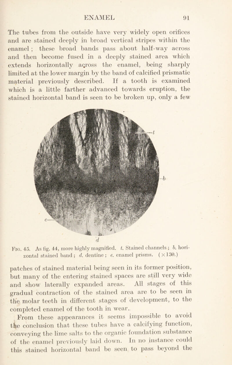 The tubes from the outside have very widely open orifices and are stained deeply in broad vertical stripes within the enamel ; these broad bands pass about half-way across and then become fused in a deeply stained area which extends horizontally across the enamel, being sharply limited at the lower margin by the band of calcified prismatic material previously described. If a tooth is examined which is a little farther advanced towards eruption, the stained horizontal band is seen to be broken up, only a few Fig. 45. As tig. 44, more highly magnified, t. Stained channels ; b. hori¬ zontal stained band; d. dentine; e. enamel prisms. (xl30.) patches of stained material being seen in its former position, but many of the entering stained spaces are still very wide and show laterally expanded areas. All stages of this gradual contraction of the stained area are to be seen in the molar teeth in different stages of development, to the completed enamel of the tooth in wear. From these appearances it seems impossible to avoid the conclusion that these tubes have a calcifying function, conveying the lime salts to the organic foundation substance of the enamel previously laid down. In no instance could this stained horizontal band be seen to pass beyond the