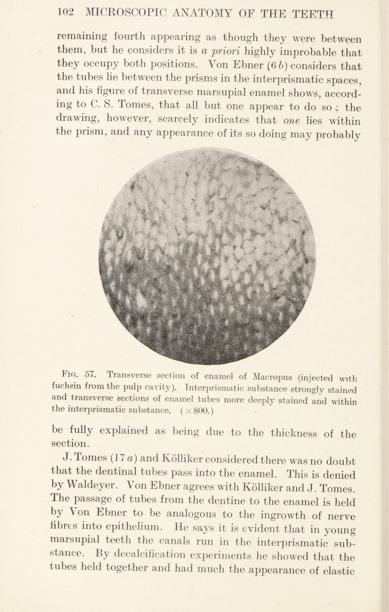 remaining fourth appearing as though they were between them, but he considers it is a 'priori highly improbable that they occupy both positions. Von Ebner (6 6) considers that the tubes lie between the prisms in the interprismatic spaces, and his figure of transverse marsupial enamel shows, accord¬ ing to C. S. Tomes, that all but one appear to do so ^ the drawing, however, scarcely indicates that one lies within the prism, and any appearance of its so doing may probably Fig. 57. Transverse section of enamel of Macropus (injected with fuchsin from the pulp cavity). Interprismatic substance strongly stained and transverse sections of enamel tubes more deeply stained and within the interprismatic substance. ( x 800.) be fully explained as being due to the thickness of the section. J. Tomes (17 a) and Kolliker considered there was no doubt that the dentinal tubes pass into the enamel. This is denied by Waldeyer. Von Ebner agrees with Kolliker and J. Tomes. The passage of tubes from the dentine to the enamel is held by Von Ebner to be analogous to the ingrowth of nerve librcs into epithelium. He says it is evident that in young marsupial teeth the canals run in the interprismatic sub¬ stance. By decalcification experiments lie showed that the tubes held together and had much the appearance of elastic