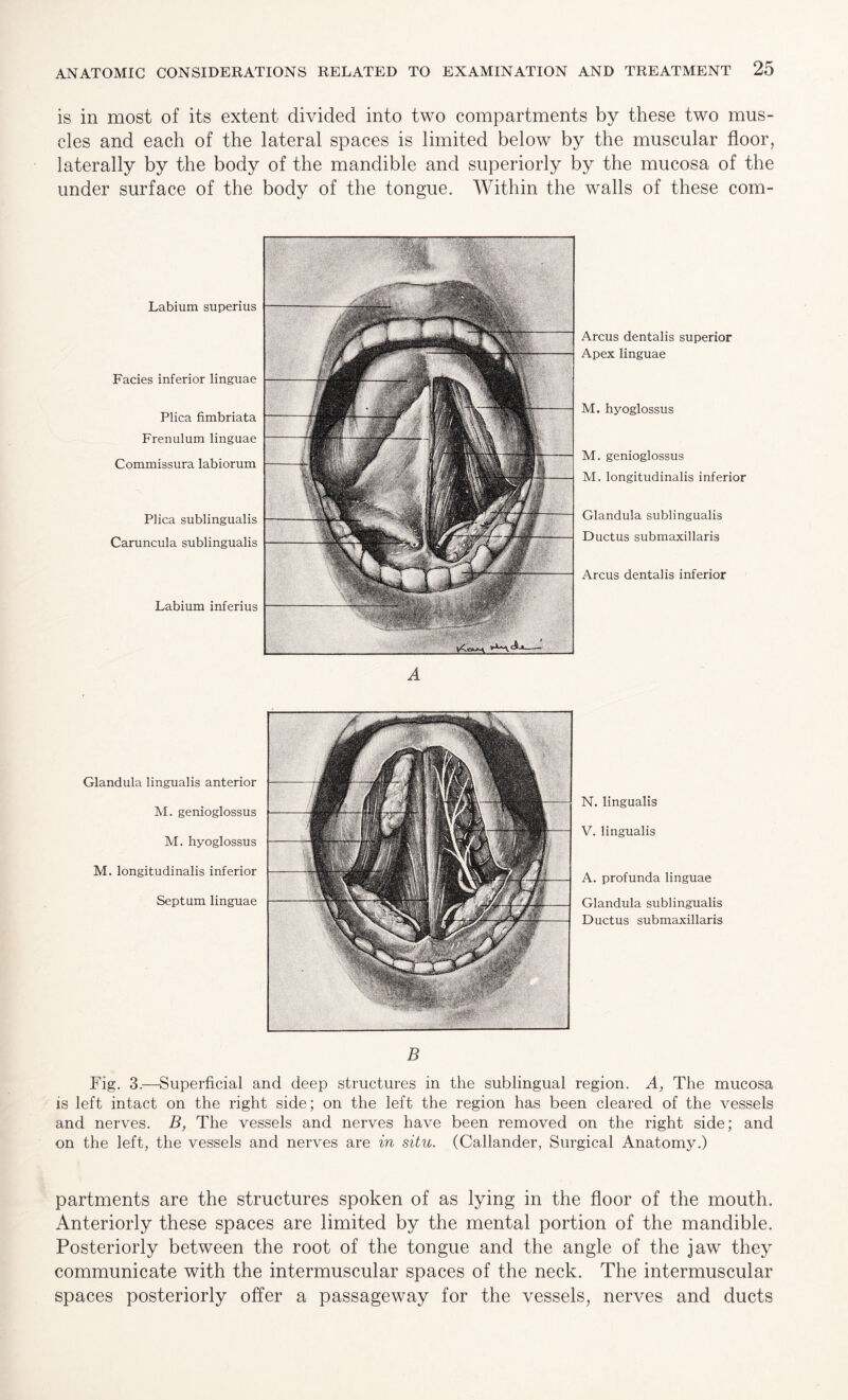 is in most of its extent divided into two compartments by these two mus¬ cles and each of the lateral spaces is limited below by the muscular floor, laterally by the body of the mandible and superiorly by the mucosa of the under surface of the body of the tongue. Within the walls of these com- Labium superius Facies inferior linguae Plica fimbriata Frenulum linguae Commissura labiorum Plica sublingualis Caruncula sublingualis Labium inferius Arcus dentalis superior Apex linguae M. hyoglossus M. genioglossus M. longitudinalis inferior Glandula sublingualis Ductus submaxillaris Arcus dentalis inferior A Glandula lingualis anterior M. genioglossus M. hyoglossus M. longitudinalis inferior Septum linguae N. lingualis V. lingualis A. profunda linguae Glandula sublingualis Ductus submaxillaris B Fig. 3.—Superficial and deep structures in the sublingual region. A, The mucosa is left intact on the right side; on the left the region has been cleared of the vessels and nerves. B, The vessels and nerves have been removed on the right side; and on the left, the vessels and nerves are in situ. (Callander, Surgical Anatomy.) partments are the structures spoken of as lying in the floor of the mouth. Anteriorly these spaces are limited by the mental portion of the mandible. Posteriorly between the root of the tongue and the angle of the jaw they communicate with the intermuscular spaces of the neck. The intermuscular spaces posteriorly offer a passageway for the vessels, nerves and ducts