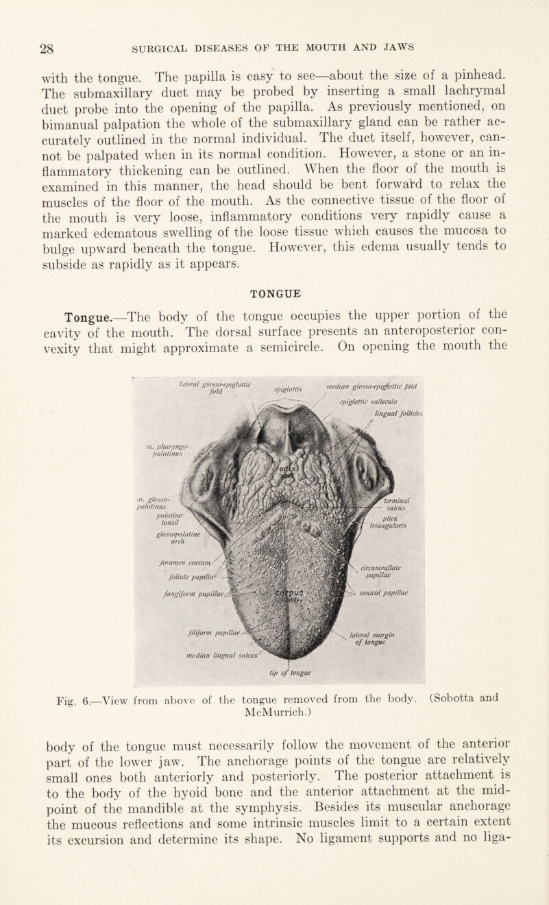 with the tongue. The papilla is easy to see—about the size of a pinhead. The submaxillary duct may be probed by inserting a small lachrymal duct probe into the opening of the papilla. As previously mentioned, on bimanual palpation the whole of the submaxillary gland can be rather ac¬ curately outlined in the normal individual. The duct itself, however, can¬ not be palpated when in its normal condition. However, a stone or an in¬ flammatory thickening can be outlined. When the floor of the mouth is examined in this manner, the head should be bent forward to relax the muscles of the floor of the mouth. As the connective tissue of the floor of the mouth is very loose, inflammatory conditions very rapidly cause a marked edematous swelling of the loose tissue which causes the mucosa to bulge upward beneath the tongue. However, this edema usually tends to subside as rapidly as it appears. TONGUE Tongue.—The body of the tongue occupies the upper portion of the cavity of the mouth. The dorsal surface presents an anteroposterior con¬ vexity that might approximate a semicircle. On opening the mouth the lateral glosso-epigloilic . , . fold epiglottis in. pharyngo- palat inns in. giosso- if; palatinus palatine tonsil glossopalatine arch ■ AililiW - ' foliate papilla1 fungiform filiform papa median lingual Sulm. median glossoepiglottic fold epiglottic vallecula lingual follicles -' conical papillae tip of tongue pjg 6—View from above of the tongue removed from the body. (Sobotta and MoMurrich.) body of the tongue must necessarily follow the movement of the anterior part of the lower jaw. The anchorage points of the tongue are relatively small ones both anteriorly and posteriorly. The posterior attachment is to the body of the hyoid bone and the anterior attachment at the mid¬ point of the mandible at the symphysis. Besides its muscular anchorage the mucous reflections and some intrinsic muscles limit to a certain extent its excursion and determine its shape. No ligament supports and no liga-