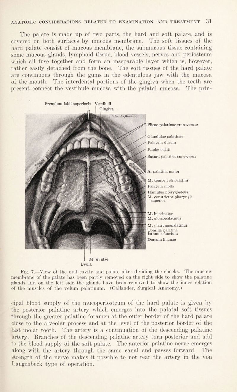 The palate is made up of two parts, the hard and soft palate, and is covered on both surfaces by mucous membrane. The soft tissues of the hard palate consist of mucous membrane, the submucous tissue containing some mucous glands, lymphoid tissue, blood vessels, nerves and periosteum which all fuse together and form an inseparable layer which is, however, rather easily detached from the bone. The soft tissues of the hard palate are continuous through the gums in the edentulous jaw with the mucosa of the mouth. The interdental portions of the gingiva when the teeth are present connect the vestibule mucosa with the palatal mucosa. The prin- Frenulum labii superioris Vestibuli 1 Gingiva Plicae palatinae transversae Glandulae palatinae Palatum durum Raphe palati Sutura palatina transversa A. palatina major M. tensor veli palatini Palatum molle Hamulus pterygoideus M. constrictor pharyngis superior M. buccinator M. glossopalatinus M. pharyngopalatinus Tonsilla palatina Isthmus faucium Dorsum linguae M. uvulae Uvula Fig. 7.—View of the oral cavity and palate after dividing the cheeks. The mucous membrane of the palate has been partly removed on the right side to show the palatine glands and on the left side the glands have been removed to show the inner relation of the muscles of the velum palatinum. (Callander, Surgical Anatomy.) cipal blood supply of the mucoperiosteum of the hard palate is given by the posterior palatine artery which emerges into the palatal soft tissues through the greater palatine foramen at the outer border of the hard palate close to the alveolar process and at the level of the posterior border of the last molar tooth. The artery is a continuation of the descending palatine artery. Branches of the descending palatine artery turn posterior and add to the blood supply of the soft palate. The anterior palatine nerve emerges along with the artery through the same canal and passes forward. The strength of the nerve makes it possible to not tear the artery in the von Langenbeck type of operation.