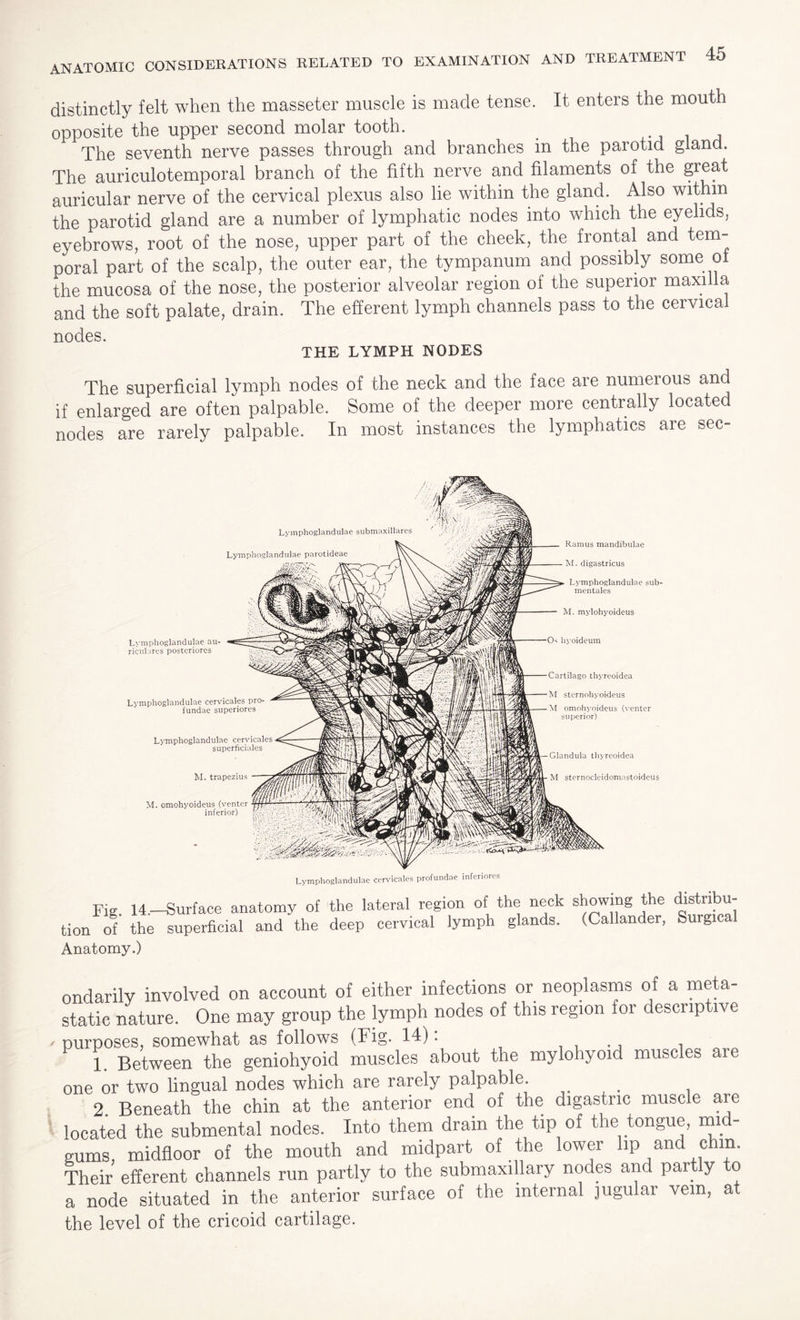 distinctly felt when the masseter muscle is made tense. It enters the mouth opposite the upper second molar tooth. # The seventh nerve passes through and branches in the parotid gland. The auriculotemporal branch of the fifth nerve and filaments of the great auricular nerve of the cervical plexus also lie within the gland. Also within the parotid gland are a number of lymphatic nodes into which the eyelids, eyebrows, root of the nose, upper part of the cheek, the frontal and tem¬ poral part of the scalp, the outer ear, the tympanum and possibly some of the mucosa of the nose, the posterior alveolar region of the superior maxilla and the soft palate, drain. The efferent lymph channels pass to the cervical nodes. THE LYMPH NODES The superficial lymph nodes of the neck and the face are numerous and if enlarged are often palpable. Some of the deeper more centrally located nodes are rarely palpable. In most instances the lymphatics are sec- Lymphoglandulae submaxillares Lymphoglandulae parotideae Lymphoglandulae au- ricularcs posteriores Lymphoglandulae cervicales pro- fundae superiores Lymphoglandulae cervicales superficiales M. trapezius M. omohyoideus (venter inferior) Ramus mandibulae M. digastricus Lymphoglandulae sub- mentales M. mylohyoideus Os hyoideum Cartilago thyreoidea M sternohyoideus M omohyoideus (venter superior) Glandula thyreoidea M sternocleidomastoideus Lymphoglandulae cervicales profundae inferiores Fig. 14.—Surface anatomy of the lateral region of the neck showing the distribu¬ tion of the superficial and the deep cervical lymph glands. (Callander, burgica Anatomy.) ondarily involved on account of either infections or neoplasms of a meta¬ static nature. One may group the lymph nodes of this region for descriptive purposes, somewhat as follows (Fig. 14): 1 Between the geniohyoid muscles about the mylohyoid muscles are one or two lingual nodes which are rarely palpable. 2 Beneath the chin at the anterior end of the digastric muscle are located the submental nodes. Into them drain the tip of the tongue, mid¬ gums, midfloor of the mouth and midpart of the lower lip and chin. Their efferent channels run partly to the submaxillary nodes and part y o a node situated in the anterior surface of the internal jugular vein, at the level of the cricoid cartilage.