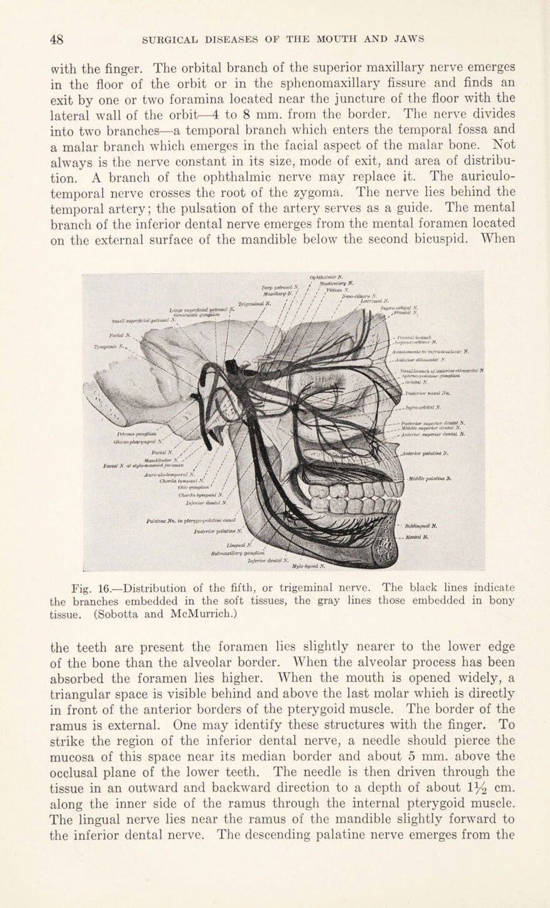 with the finger. The orbital branch of the superior maxillary nerve emerges in the floor of the orbit or in the sphenomaxillary fissure and finds an exit by one or two foramina located near the juncture of the floor with the lateral wall of the orbit—4 to 8 mm. from the border. The nerve divides into two branches—a temporal branch which enters the temporal fossa and a malar branch which emerges in the facial aspect of the malar bone. Not always is the nerve constant in its size, mode of exit, and area of distribu¬ tion. A branch of the ophthalmic nerve may replace it. The auriculo¬ temporal nerve crosses the root of the zygoma. The nerve lies behind the temporal artery; the pulsation of the artery serves as a guide. The mental branch of the inferior dental nerve emerges from the mental foramen located on the external surface of the mandible below the second bicuspid. When Ophthalmia N. Fig. 16.—Distribution of the fifth, or trigeminal nerve. The black lines indicate the branches embedded in the soft tissues, the gray lines those embedded in bony tissue. (Sobotta and McMurrich.) the teeth are present the foramen lies slightly nearer to the lower edge of the bone than the alveolar border. When the alveolar process has been absorbed the foramen lies higher. When the mouth is opened widely, a triangular space is visible behind and above the last molar which is directly in front of the anterior borders of the pterygoid muscle. The border of the ramus is external. One may identify these structures with the finger. To strike the region of the inferior dental nerve, a needle should pierce the mucosa of this space near its median border and about 5 mm. above the occlusal plane of the lower teeth. The needle is then driven through the tissue in an outward and backward direction to a depth of about 1 y2 cm. along the inner side of the ramus through the internal pterygoid muscle. The lingual nerve lies near the ramus of the mandible slightly forward to the inferior dental nerve. The descending palatine nerve emerges from the