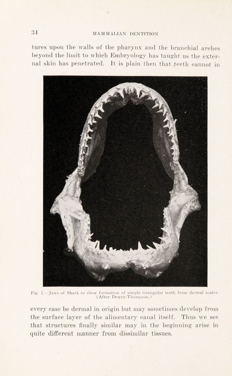 tures upon the walls of the pharynx and the branchial arches beyond the limit to which Embryology has taught us the exter¬ nal skin has penetrated. It is plain then that teeth cannot in Fig. 3.—Jaws of Shark to show formation of simple triangular teeth from dermal scales. (After Dewey-Thompson.) every case be dermal in origin but may sometimes develop from the surface layer of the alimentary canal itself. Thus we see that structures finally similar may in the beginning arise in quite different manner from dissimilar tissues.