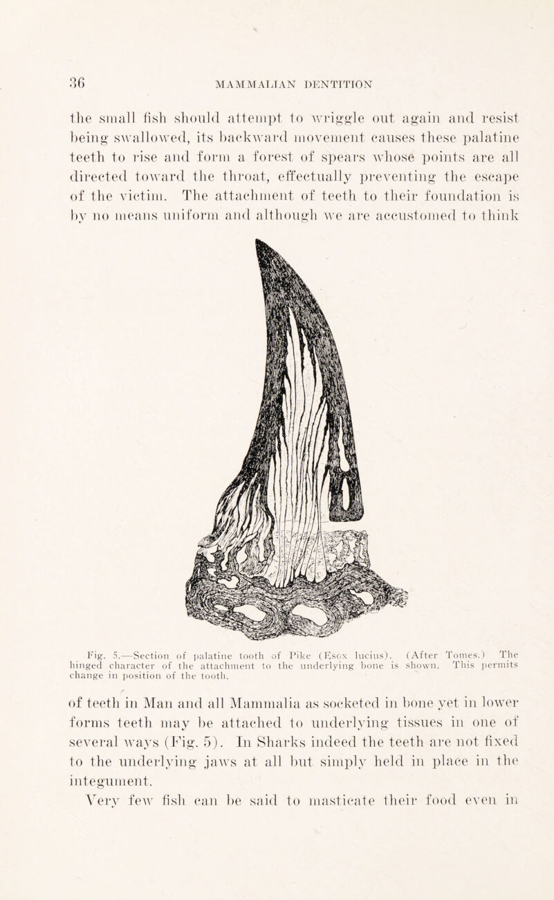 the small fish should attempt to wriggle out again and resist being swallowed, its backward movement causes these palatine teeth to rise and form a forest of spears whose points are all directed toAvard the throat, effectually preventing the escape of the victim. The attachment of teeth to their foundation is by no means uniform and although we are accustomed to think Fig. 5.—Section of palatine tooth of Pike (Esox Incins). (After Tomes.) The hinged character of the attachment to the underlying bone is shown. This permits change in position of the tooth. of teeth in Man and all Mammalia as socketed in bone yet in lower forms teeth may be attached to underlying tissues in one of several ways (Fig. 5). In Sharks indeed the teeth are not fixed to the underlying jaAvs at all but simply held in place in the integument. Very feAv fish can be said to masticate their food even in