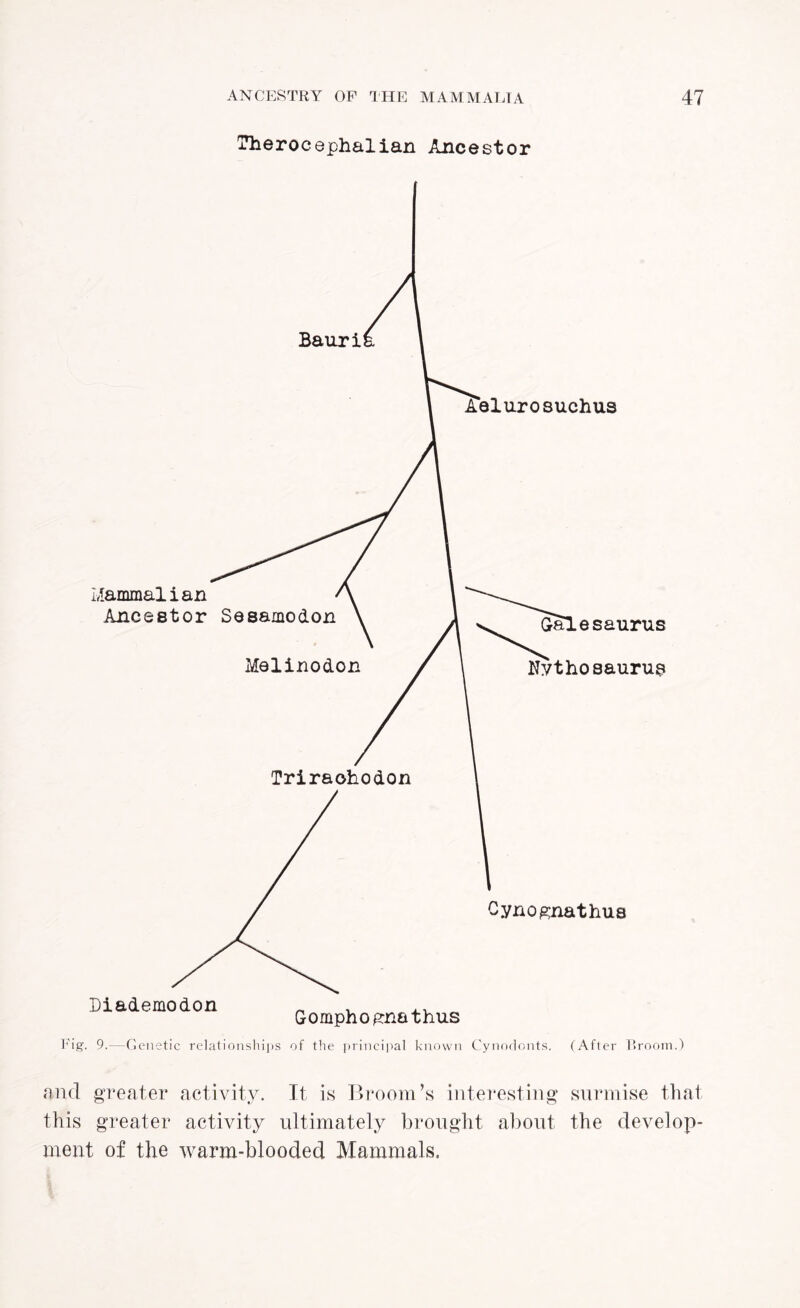 Therocephalian Ancestor Fig. 9.—Genetic relationships of the principal known Cynodonts. (After Broom.) and greater activity. It is Broom’s interesting surmise that this greater activity ultimately brought about the develop¬ ment of the warm-blooded Mammals.