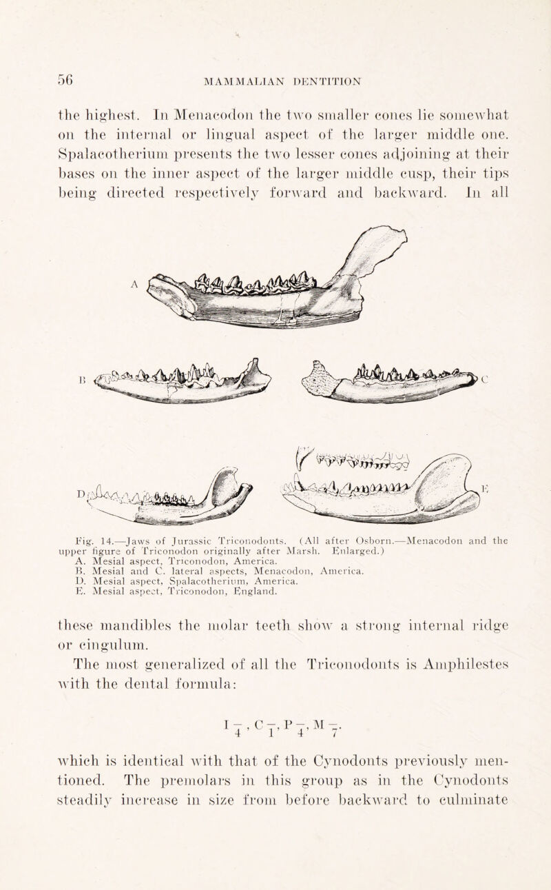 the highest. In Menacodon the two smaller cones lie somewhat on the internal or lingual aspect of the larger middle one. Spalacotherium presents the two lesser cones adjoining at their bases on the inner aspect of the larger middle cusp, their tips being directed respectively forward and backward. In all Fig. 14.—Jaws of Jurassic Triconodonts. (All after Osborn.—Menacodon and the upper figure of Triconodon originally after Marsh. Fnlarged.) A. Mesial aspect, Triconodon, America. B. Mesial and C. lateral aspects, Menacodon, America. D. Mesial aspect, Spalacotherium, America. E. Mesial aspect, Triconodon, England. these mandibles the molar teeth show a strong internal ridge or cingulum. The most generalized of all the Triconodonts is Amphilestes with the dental formula: 1 T > C r, P-,M-. 4 14/ which is identical with that, of the Cynodonts previously men¬ tioned. The premolars in this group as in the Cynodonts steadily increase in size from before backward to culminate t/