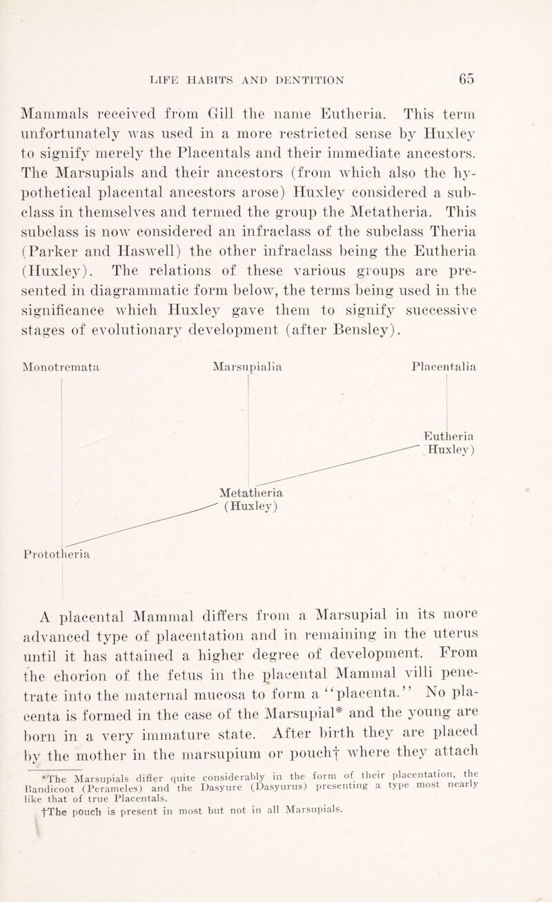 Mammals received from Gill the name Eutheria. This term unfortunately was used in a more restricted sense by Huxley to signify merely the Placentals and their immediate ancestors. The Marsupials and their ancestors (from which also the hy¬ pothetical placental ancestors arose) Huxley considered a sub¬ class in themselves and termed the group the Metatheria. This subclass is now considered an infraclass of the subclass Theria (Parker and Haswell) the other infraclass being the Eutheria (Huxley). The relations of these various groups are pre¬ sented in diagrammatic form below, the terms being used in the significance which Huxley gave them to signify successive stages of evolutionary development (after Bensley). Monotremata Marsupial ia Placentalia Eut leria Huxley) A placental Mammal differs from a Marsupial in its more advanced type of placentation and in remaining in the uterus until it has attained a higher degree of development. From the chorion of the fetus in the placental Mammal villi pene¬ trate into the maternal mucosa to form a ‘'placenta.” No pla¬ centa is formed in the case of the Marsupial* and the young are born in a very immature state. After birth they are placed by the mother in the marsupium or pouchf where they attach *The Marsupials differ quite considerably in the form of their placentation, the Bandicoot (Perameles) and the Dasyure (Dasyurus) presenting a type most neaily like that of true Placentals. |The pouch is present in most but not in all Marsupials.