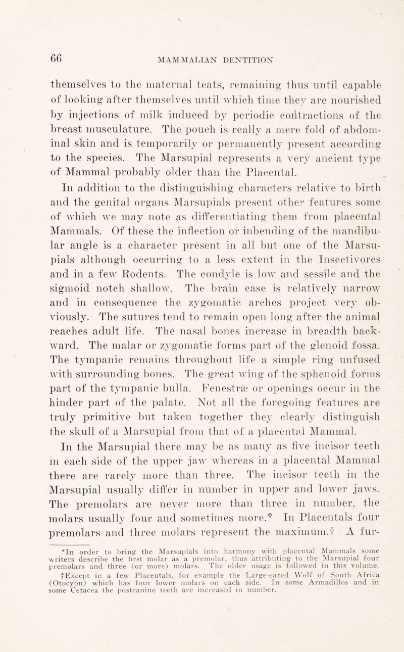 themselves to the maternal teats, remaining thus until capable of looking after themselves until which time they are nourished by injections of milk induced by periodic contractions of the breast musculature. The pouch is really a mere fold of abdom¬ inal skin and is temporarily or permanently present according to the species. The Marsupial represents a very ancient type of Mammal probably older than the Placental. In addition to the distinguishing characters relative to birth and the genital organs Marsupials present other features some of which we may note as differentiating them from placental Mammals. Of these the inflection or inbending of the mandibu¬ lar angle is a character present in all but one of the Marsu¬ pials although occurring to a less extent in the Insectivores and in a few Rodents. The condyle is low and sessile and the sigmoid notch shallow. The brain case is relatively narrow and in conseciuence the zygomatic arches project very ob¬ viously. The sutures tend to remain open long after the animal reaches adult life. The nasal bones increase in breadth back¬ ward. The malar or zygomatic forms part of the glenoid fossa. The tympanic remains throughout life a simple ring unfused with surrounding bones. The great wing of the sphenoid forms part of the tympanic bulla. Fenestras or openings occur in the hinder part of the palate. Not all the foregoing features are truly primitive but taken together they clearly distinguish the skull of a Marsupial from that of a placental Mammal. In the Marsupial there may be as many as five incisor teeth m each side of the upper jaw whereas in a placental Mammal there are rarely more than three. The incisor teeth in the Marsupial usually differ in number in upper and lower jaws. The premolars are never more than three in number, the molars usually four and sometimes more.* In Placentals four premolars and three molars represent the maximum.f A fur- *In order to bring the Marsupials into harmony with placental Mammals some writers describe the first molar as a premolar, thus attributing to the Marsupial four premolars and three (or more) molars. The older usage is followed in this volume. fExcept in a few Placentals, for example the Large-eared Wolf of South Africa (Otocyon) which has four lower molars on each side. In some Armadillos and in some Cetacea the postcanine teeth are increased in number.