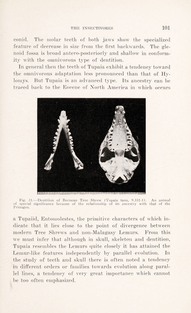 conid. The molar teeth of both jaws show the specialized feature of decrease in size from the first backwards. The gle¬ noid fossa is broad antero-posteriorly and shallow in conform¬ ity with the omnivorous type of dentition. In general then the teeth of Tupaia exhibit a tendency toward the omnivorous adaptation less pronounced than that of Hy- lomys. But Tupaia is an advanced type. Its ancestry can be traced back to the Eocene of North America in which occurs Fig. 31.—Dentition of Bornean Tree Shrew (Tupaia tana, 9.331-1). An animal of special significance because of the relationship of its ancestry with that of the Primates. a Tupaiid, Entomolestes, the primitive characters of which in¬ dicate that it lies close to the point of divergence between modern Tree Shrews and non-Malagasy Lemurs. From this we must infer that although in skull, skeleton and dentition, Tupaia resembles the Lemurs quite closely it has attained the Lemur-like features independently by parallel evolution. In the study of teeth and skull there is often noted a tendency in different orders or families towards evolution along paral¬ lel lines, a tendency of very great importance which cannot be too often emphasized.