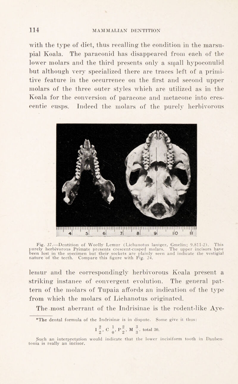 with the type of diet, thus recalling the condition in the marsu¬ pial Koala. The paraconid has disappeared from each of the lower molars and the third presents only a small hypoconulid but although very specialized there are traces left of a primi¬ tive feature in the occurrence on the first and second upper molars of the three outer styles which are utilized as in the Koala for the conversion of paracone and metacone into cres¬ centic cusps. Indeed the molars of the purely herbivorous Fig. 37.—Dentition of Woolly Lemur (Lichanotus laniger, Gmelin; 9.811-2). This purely herbivorous Primate presents crescent-cusped molars. The upper incisors have been lost in the specimen but their sockets are plainly seen and indicate the vestigial nature of the teeth. Compare this figure with Fig. 24. lemur and the correspondingly herbivorous Koala present a striking instance of convergent evolution. The general pat¬ tern of the molars of Tupaia affords an indication of the type from which the molars of Lichanotus originated. The most aberrant of the Indrisinae is the rodent-like Aye- *The dental formula of the Indrisinae is in dispute. Some give it thus: l2’C 0-P2’M3-total3°- Such an interpretation would indicate that the lower incisiform tooth in Dauben- tonia is really an incisor.