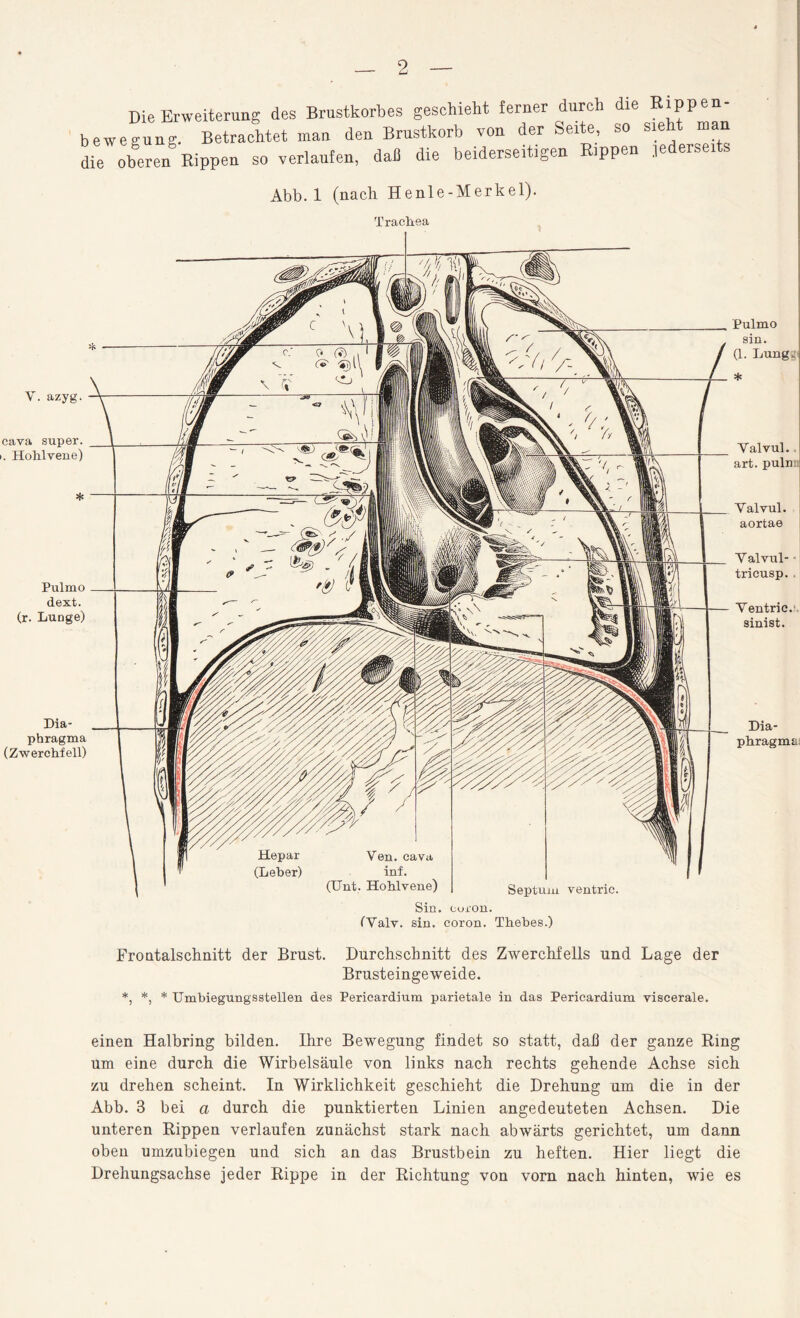 Die Erweiterung des Brustkorbes geschieht ferner durch die Rippen¬ bewegung. Betrachtet man den Brustkorb von der Seite so sieht man die oberen Rippen so verlaufen, dafl die beiderseitigen R.ppen jederseits Abb. 1 (nach Heule-Merkel). Trachea V. azyg. cava super. . Hohlvene) * Pulmo dext. (r. Lunge) Dia¬ phragma (Zwerchfell) Pulmo sin. (1. Lungk * Yalvul. art. pulnn Yalvul. aortae Y alvul- tricusp. Yentric. sinist. Dia¬ phragma Sin. coron. (Valv. sin. coron. Thebes.) Frontalschnitt der Brust. Durchschnitt des Zwerchfells und Lage der Brusteingeweide. *, *, * Umbiegungsstellen des Pericardium parietale in das Pericardium viscerale. einen Halbring bilden. Ihre Bewegung findet so statt, daß der ganze Ring um eine durch die Wirbelsäule von links nach rechts gehende Achse sich zu drehen scheint. In Wirklichkeit geschieht die Drehung um die in der Abb. 3 bei a durch die punktierten Linien angedeuteten Achsen. Die unteren Rippen verlaufen zunächst stark nach abwärts gerichtet, um dann oben umzubiegen und sich an das Brustbein zu heften. Hier liegt die Drehungsachse jeder Rippe in der Richtung von vorn nach hinten, wie es