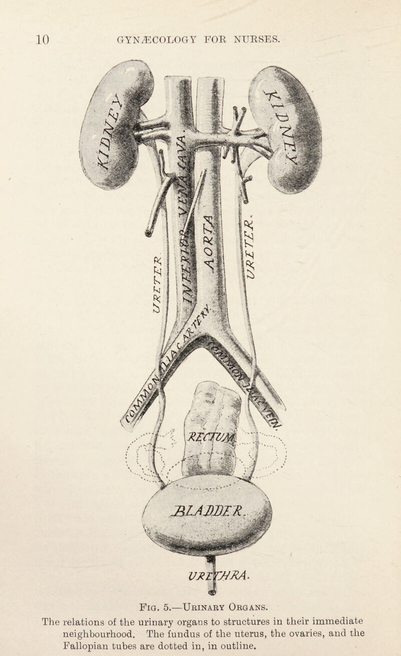 Fig. 5.—Ueinary Organs. The relations of the urinary organs to structures in their immediate neighbourhood. The fundus of the uterus, the ovaries, and the Fallopian tubes are dotted in, in outline.