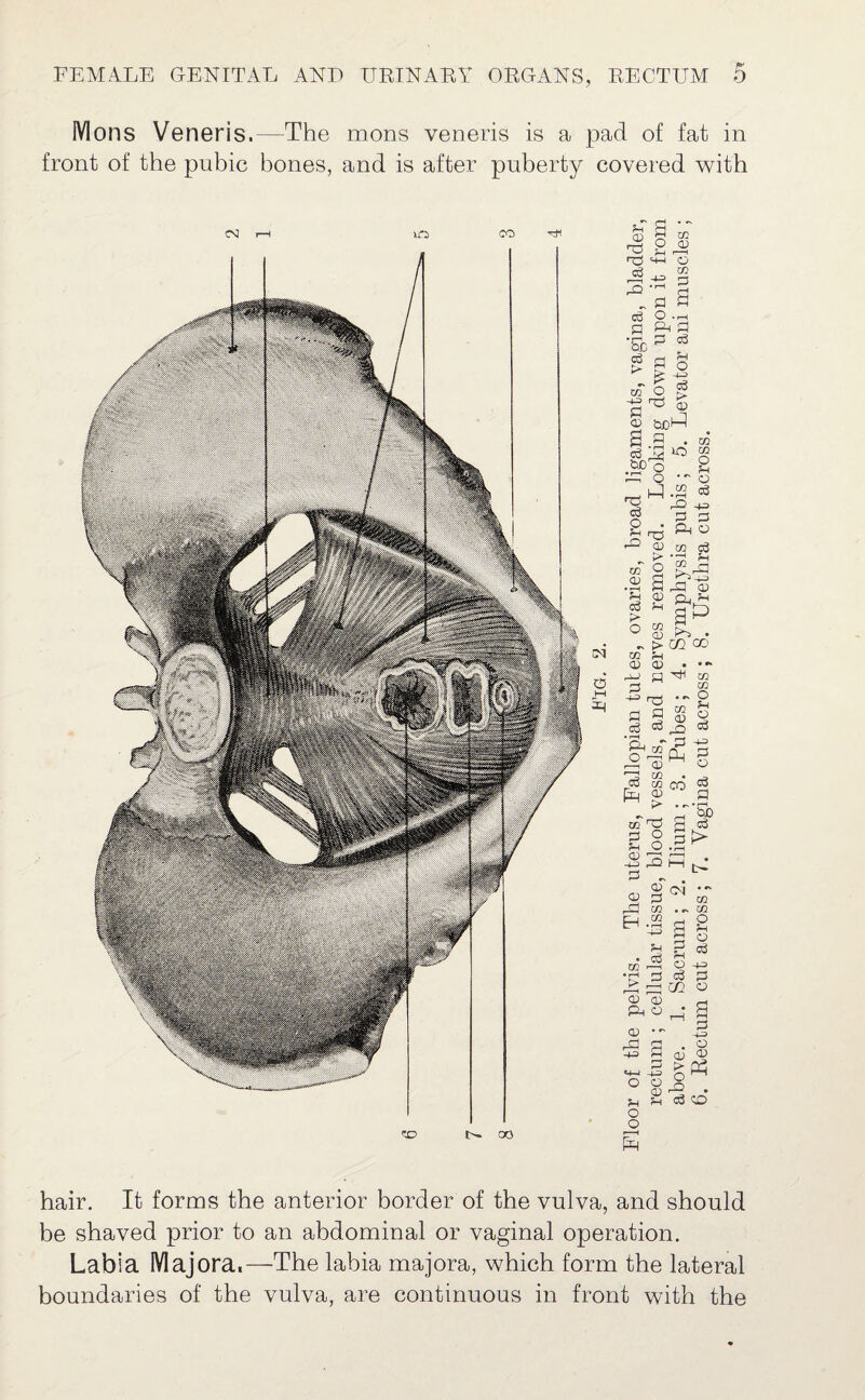 Mons Veneris.—The mons veneris is a pad of fat in front of the pubic bones, and is after puberty covered with n a ® O V Jh np t+—f * nn P> P P 'Sc P P O . P^ P P P fn O H-=l P i> a; co O U ^ © 1 a a • p ^ o p: o  3 in c3 O ?H rO in w O o c3 in <D o3 p> O in <D 3 c3 • rH Ph jO P & oj fH m cu > fn OJ P P3 P P P> P P fp o CO P £rP pf 0> a^ KYj • co go in <v A3 ^ C/2 2 CO P fH CU -t-3 P CL) r-P EH P3 o o 3 M § «N w . ~ co CO CO O fH o P HHJ p o P p '5b p !> CU 03 pH a Q3 ■» £ a «4—I -4-P o o cu fH fH o o p p fH o p C/2 co CO 2 o p H-3 P o p ■+H . o QJ t> c£ o ^ P! . P CP 3 hair. It forms the anterior border of the vulva, and should be shaved prior to an abdominal or vaginal operation. Labia Majora,—The labia majora, which form the lateral boundaries of the vulva, are continuous in front with the