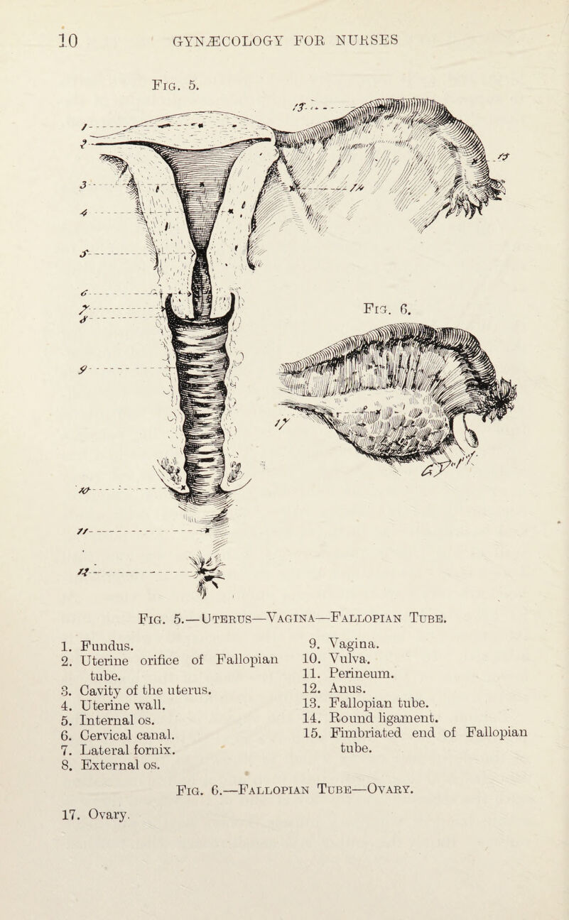 -T C3 Oi tf* CO Fig. 5. Fig. 5,— Uterus—Vagina—Fallopian Tube. 1. Fundus. 2. Uterine orifice of Fallopian tube. . Cavity of the uterus. . Uterine wall. . Internal os. . Cervical canal. i. Lateral fornix. 8. External os. 9. Vagina. 10. Vulva. 11. Perineum. 12. Anus. 13. Fallopian tube. 14. Round ligament. 15. Fimbriated end of Fallopian tube. 17. Ovary. Fig. 6.—Fallopian Tube—Ovary.