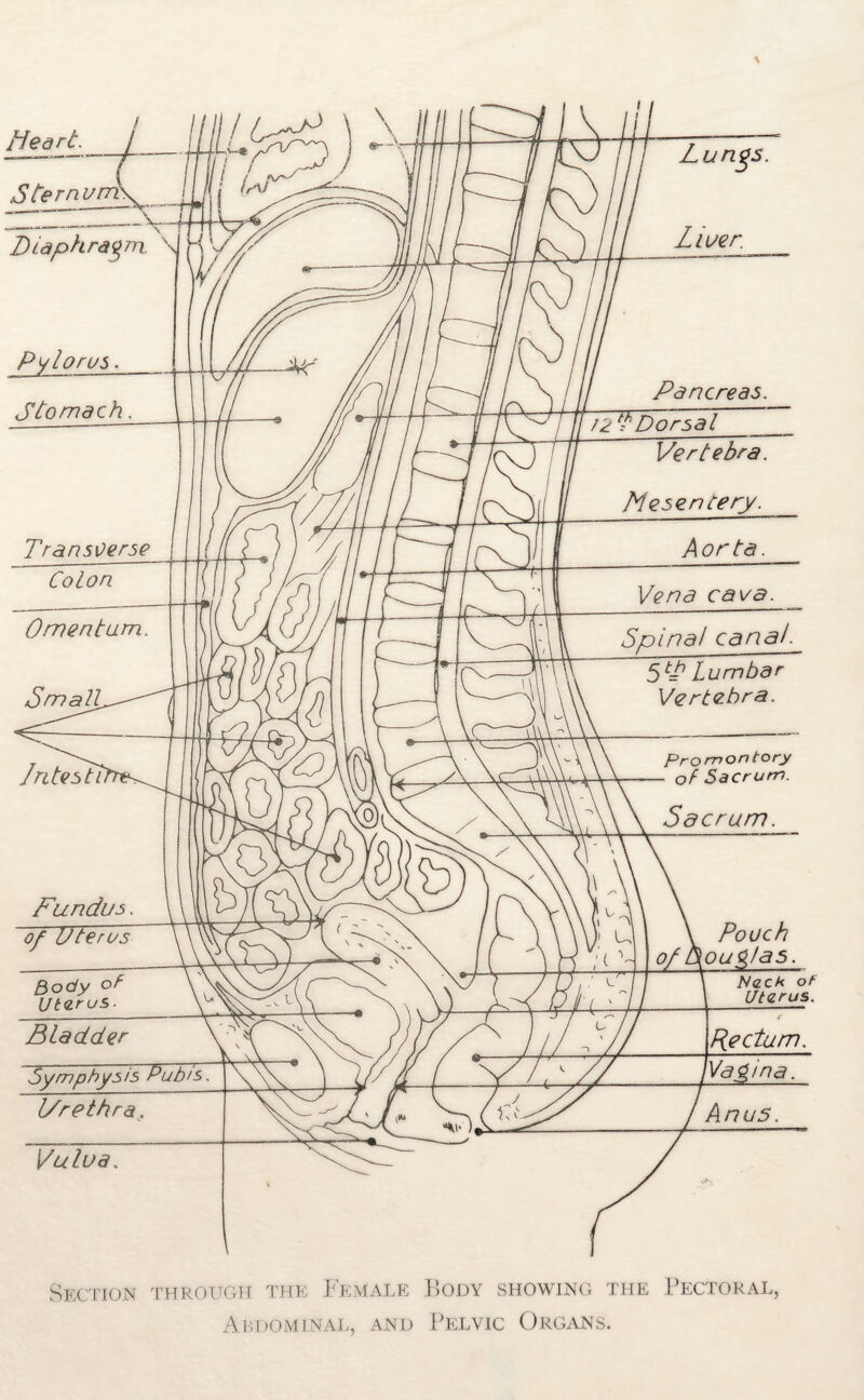 \ Section through the Female Body showing the Pectoral, Abdominal, and Pelvic Organs.