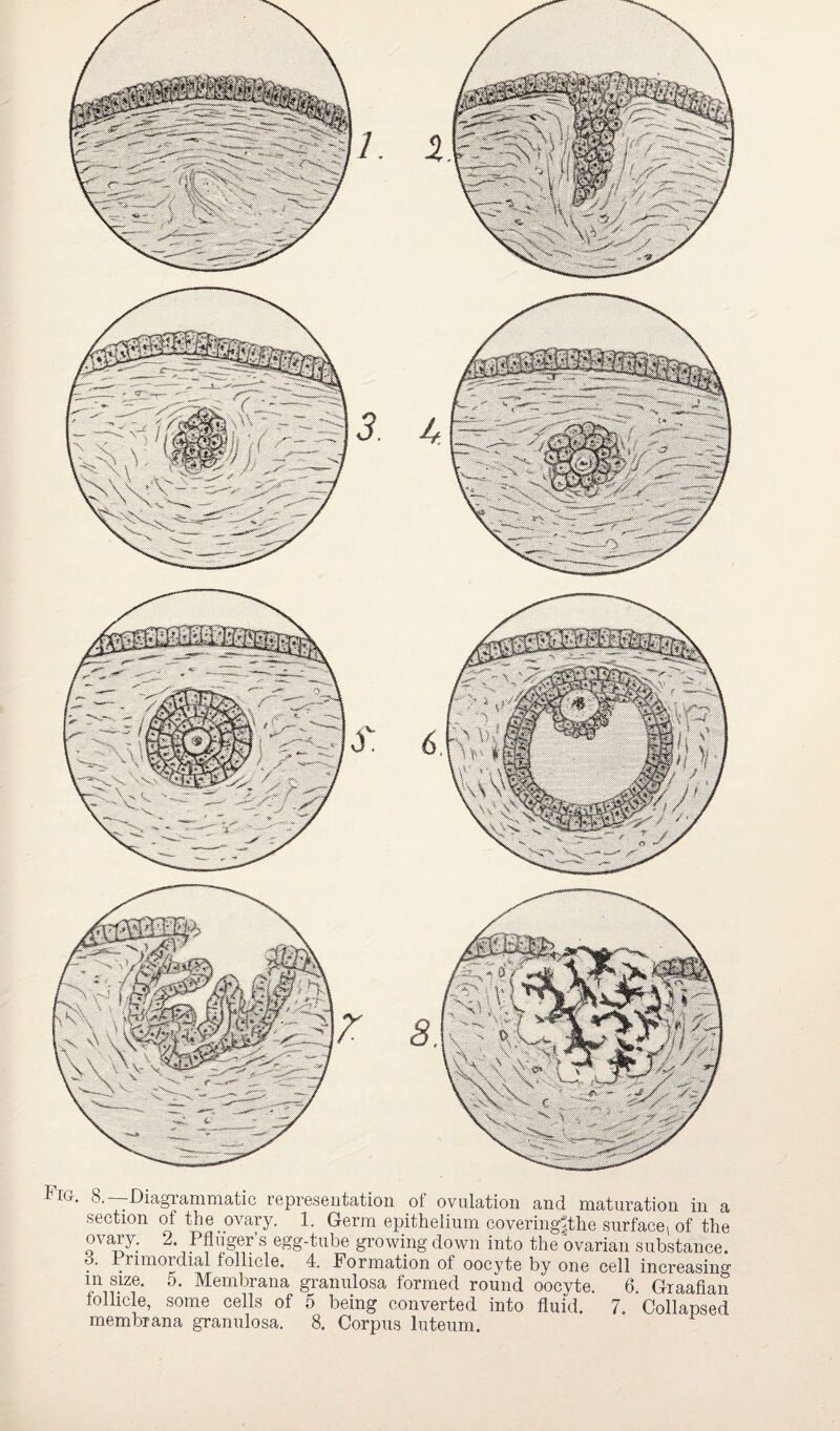 diagrammatic representation of ovulation and maturation in a section of the . ovary. 1. Germ epithelium covering^the surface, of the ovary. 2. Pfluger s egg-tube growing down into the ovarian substance. . mox’dia/l follicle. 4. Formation of oocyte by one cell increasing in size. 5. Membrana granulosa formed round oocyte. 6. Graafian follicle, some cells of 5 being converted into fluid. 7 Collapsed