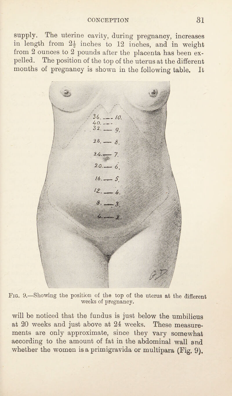 supply. The uterine cavity, during pregnancy, increases in length from 2-^- inches to 12 inches, and in weight from 2 ounces to 2 pounds after the placenta has been ex¬ pelled. The position of the top of the uterus at the different months of pregnancy is shown in the following table. It Fig. 9.—Showing the position of the top of the uterus at the different weeks of pregnancy. will be noticed that the fundus is just below the umbilicus at 20 weeks and just above at 24 weeks. These measure¬ ments are only approximate, since they vary somewhat according to the amount of fat in the abdominal wall and whether the women is a primigravida or multipara (Fig. 9).