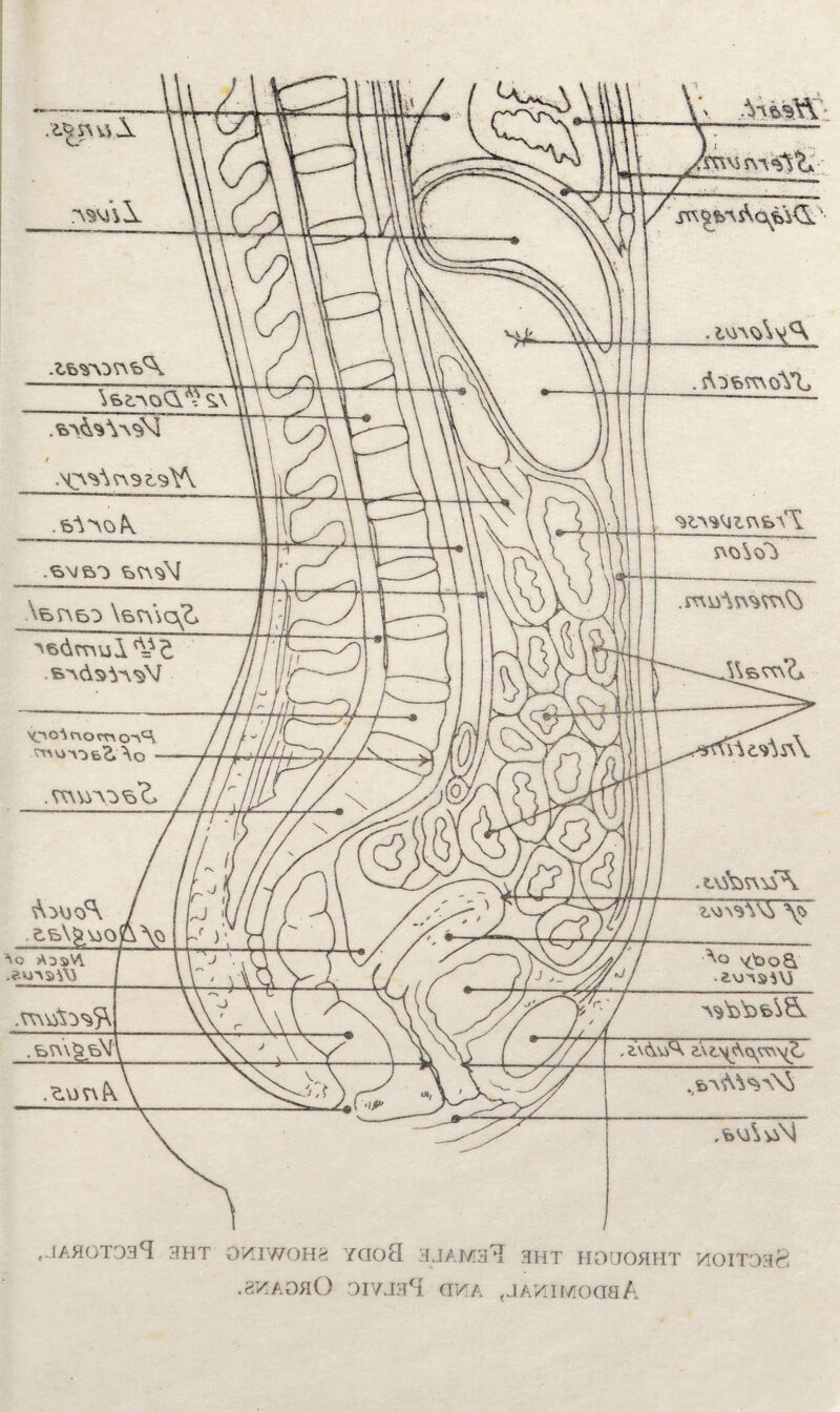 ,JAHOT034 3HT OVTIWOHg YQOH HHT HOUOHHT >10IT038 .8>^AoaO oivj3*i aviA <JAM:iMoaaA