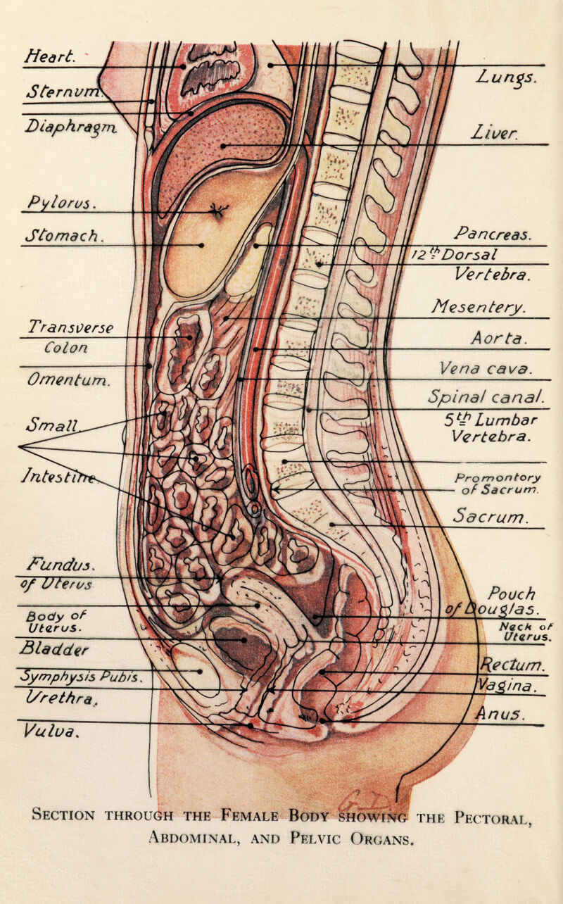 Section through the Female Body S?owtiMS; the Pectoral, Abdominal, and Pelvic Organs.