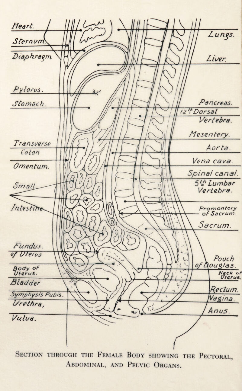 Sternvrrh \) /// z«, Diaphragm, Pylorus Stomach AP Pancreas. /ST Dorsal Transverse Colon Vertebra. Mesentery. Fundus, of Uterus Aorta. Vena cava. Spina! can at Lumbar Vertebra. V' Promontory of Sacrum Sacrum. < ' Body °f Uterus. °L. Pouch \pugfas. Bladdet Peck of Uterus, Symphys is Pubis. wj> Urethra, Vc<S- Vulva. Rectum. Anus. Section through the Female Body showing the Pectoral,