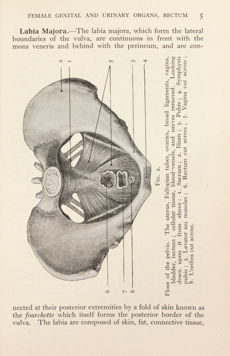Labia Majora.—The labia majora, which form the lateral boundaries of the vulva, are continuous in front with the mons veneris and behind with the perineum, and are con- CD o 03 J- t«0 « c C CO ^ C/5 ir o Sr o -d o3 X rv a S co3 C-h o d y. : cj os G > c 03 O • bJD -d 3 . Ctf CO Ph ^ O V 1 .a>s. »h -Q > Ui D c *d *- C 03 03 CO . - C/3 • »> C/3 (-1 O 2 CS > o - C/3 c/T d i) C/3 n M d > -M , 5 o 03 o N d o a o x cn -S S3 Ca vO 03 CD P-l d C/3 ~ C/3 C/3 d Vh CD (D > O 3 d -•g iD jd h C/3 a d I g o* m C/3 JD Id C/3 d 'd £ « o 2 c/3 C3 c/5 ■M ? •H ►> D C j O . 03 91 tA 2 d a % ^ -G D -3 r 3 C+H “d > _Q hJ o d . u -Q *d Cdoo o o E - (U Ih * nected at their posterior extremities by a fold of skin known as the fourchette which itself forms the posterior border of the vulva. The labia are composed of skin, fat, connective tissue,