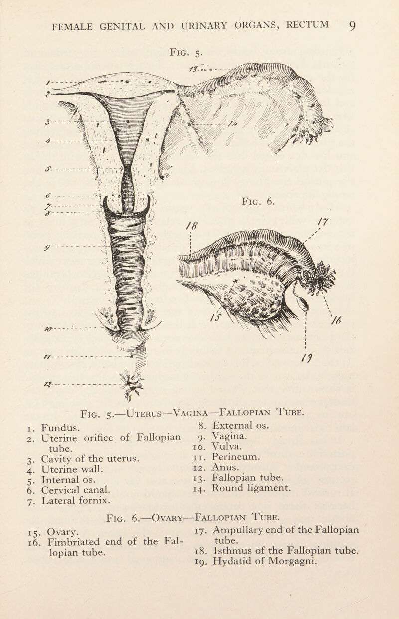 Fig. 5. 1. 2. 3- 4- 5- 6. 7- Fig. 5.—Uterus—Vagina—Fallopian Tube. Fundus. Uterine orifice of Fallopian tube. Cavity of the uterus. Uterine wall. Internal os. Cervical canal. Lateral fornix. 8. External os. 9. Vagina. 10. Vulva. 11. Perineum. 12. Anus. 13. Fallopian tube. 14. Round ligament. 15. 16. Fig. 6.—Ovary— Ovary. Fimbriated end of the Fal¬ lopian tube. Fallopian Tube. 17. Ampullary end of the Fallopian tube. 18. Isthmus of the Fallopian tube. 19. Hydatid of Morgagni.