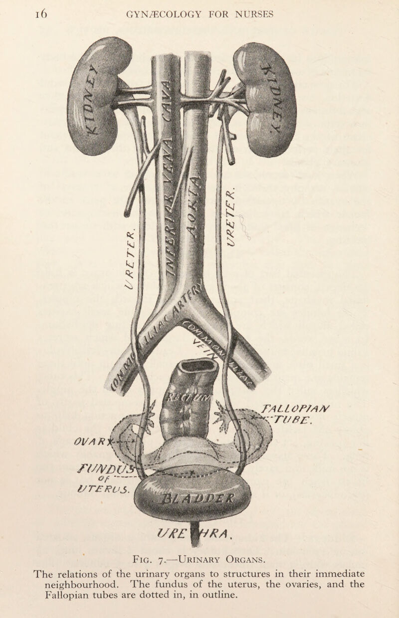 FALL OP/AW Tl/PC. Fig. 7..-—-Urinary Organs. The relations of the urinary organs to structures in their immediate neighbourhood. The fundus of the uterus, the ovaries, and the Fallopian tubes are dotted in, in outline.