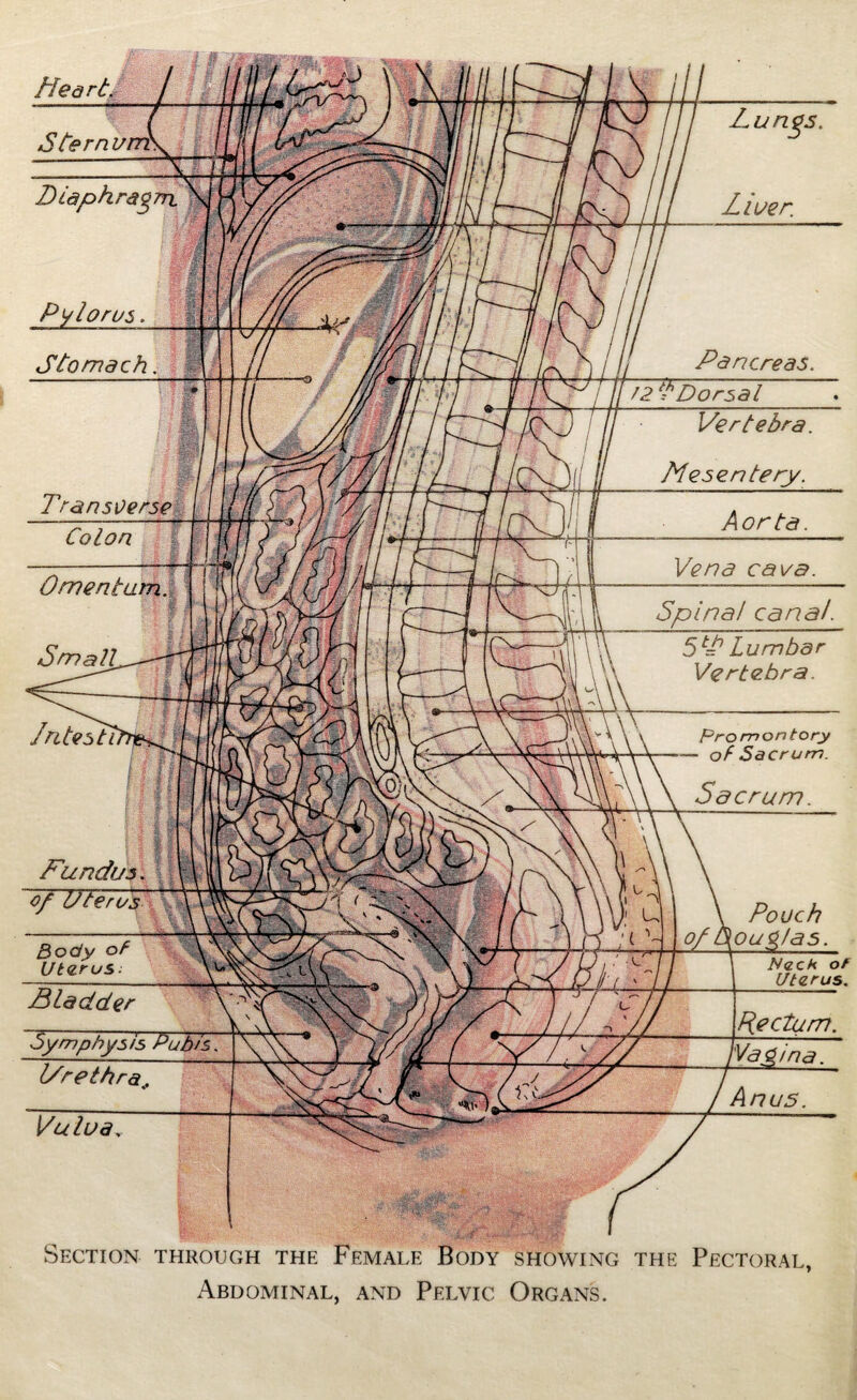 Heart. Section through the Female Body showing the Pectoral, Abdominal, and Pelvic Organs. Colon Ornentam Fundus cf Uterus Body of Utarus^ Pancreas. Aorta. Vena cava. Spina! canal. 5 Lumbar Vertebra. Pouch oug/as. Neck of Uterus. Stern Stomach Liver. Dorsal Vertebra. Mesentery. promontory of Sacrum. Sacrum. Bladder Symphysis IVrethra, Vulua, Rectum. Anus.