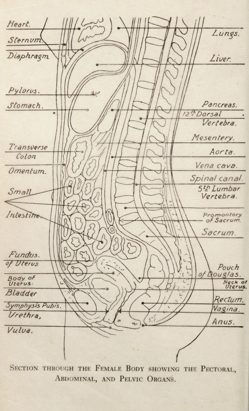 Section through the Female Body showing the Pectoral, Abdominal, and Pelvic Organs.