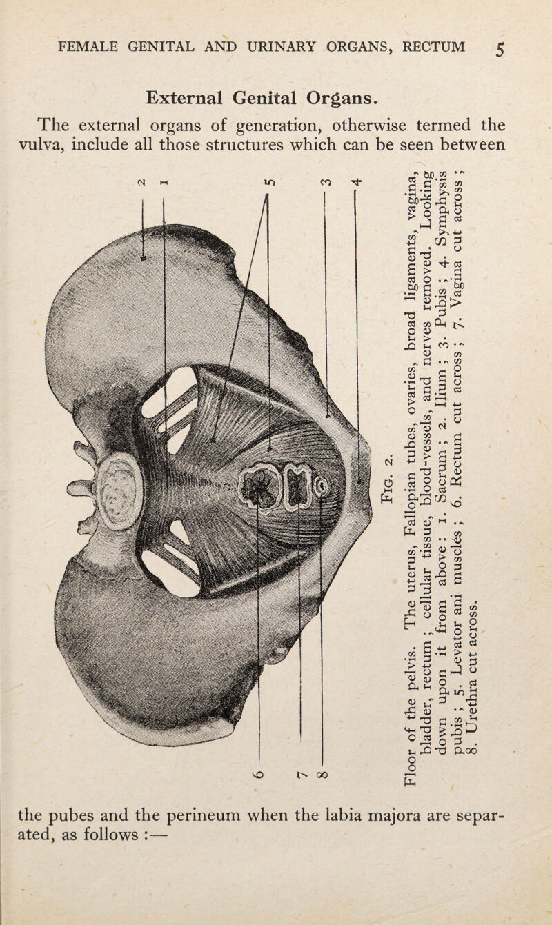 External Genital Organs. The external organs of generation, otherwise termed the vulva, include all those structures which can be seen between the pubes and the perineum when the labia majora are separ¬ ated, as follows :—