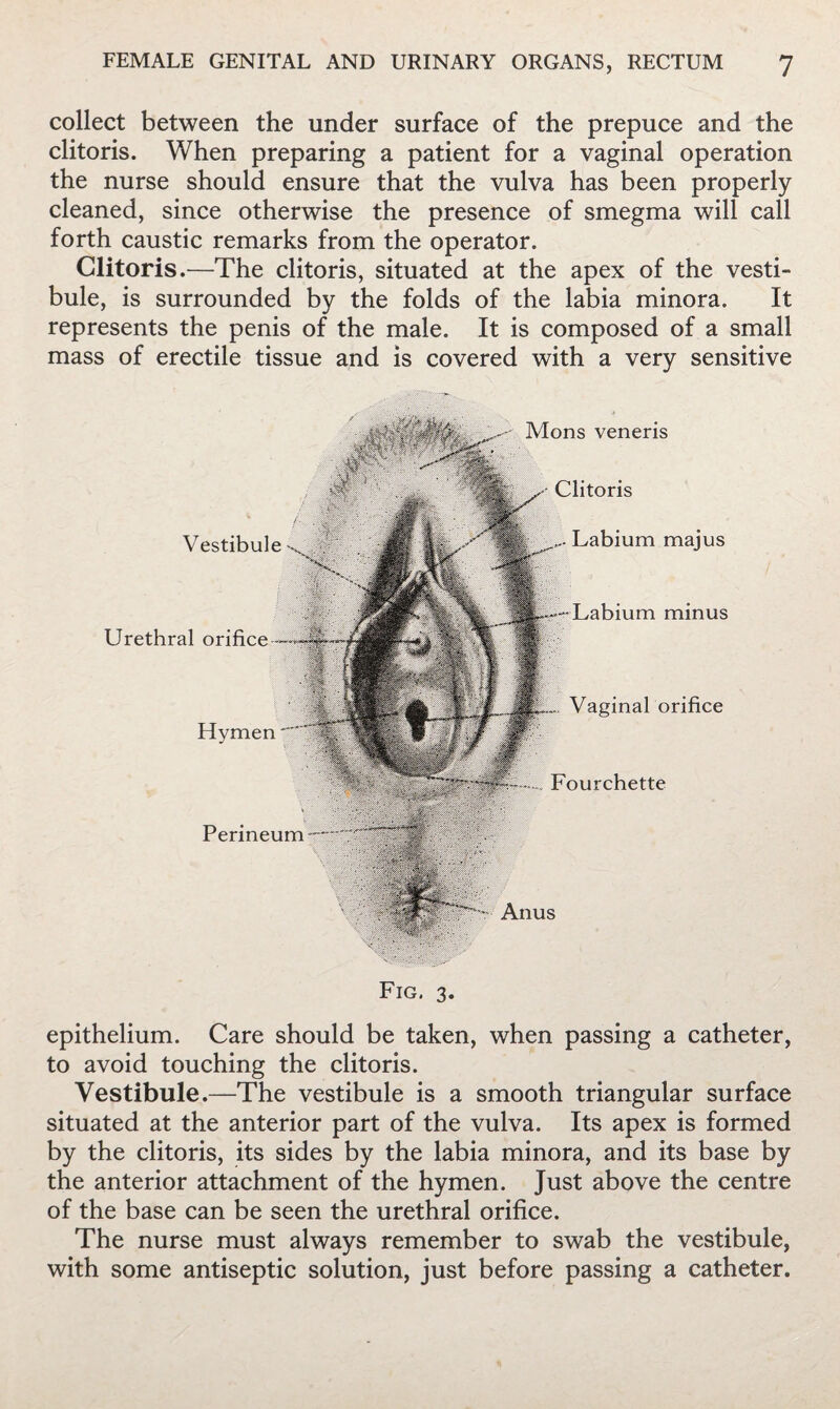 collect between the under surface of the prepuce and the clitoris. When preparing a patient for a vaginal operation the nurse should ensure that the vulva has been properly cleaned, since otherwise the presence of smegma will call forth caustic remarks from the operator. Clitoris.—The clitoris, situated at the apex of the vesti¬ bule, is surrounded by the folds of the labia minora. It represents the penis of the male. It is composed of a small mass of erectile tissue and is covered with a very sensitive Vestibule Urethral orifice Hymen Perineum Anus Mons veneris Clitoris Labium majus Labium minus Vaginal orifice F'ourchette Fig. 3. epithelium. Care should be taken, when passing a catheter, to avoid touching the clitoris. Vestibule.—The vestibule is a smooth triangular surface situated at the anterior part of the vulva. Its apex is formed by the clitoris, its sides by the labia minora, and its base by the anterior attachment of the hymen. Just above the centre of the base can be seen the urethral orifice. The nurse must always remember to swab the vestibule, with some antiseptic solution, just before passing a catheter.