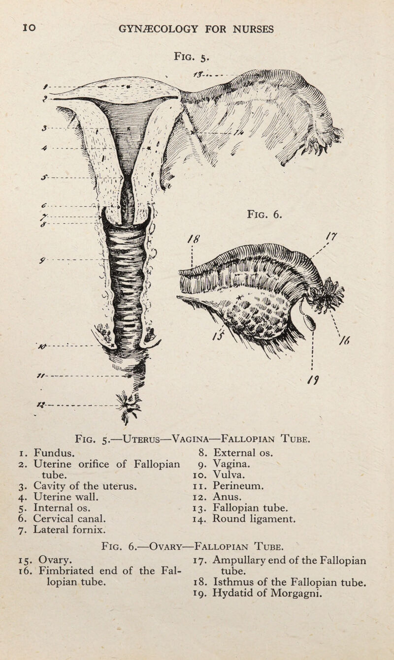 Fig. 5. Fig. 5.—Uterus—Vagina—Fallopian Tube. 1. Fundus. 8. External os. 2. Uterine orifice of Fallopian 9. Vagina, tube. 3. Cavity of the uterus. 4. Uterine wall. 5. Internal os. 6. Cervical canal. 7. Lateral fornix. 10. Vulva. 11. Perineum. 12. Anus. 13. Fallopian tube. 14. Round ligament. Fig. 6.—Ovary—Fallopian Tube. 15. Ovary. 17. Ampullary end of the Fallopian 16. Fimbriated end of the Fal- tube. lopian tube. 18. Isthmus of the Fallopian tube. 19. Hydatid of Morgagni.